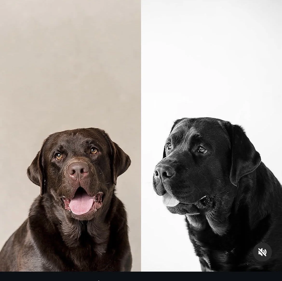 Georgie & JoJo Original