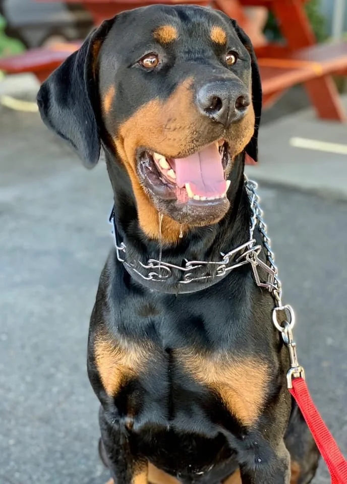 Handsome Eddie Original 