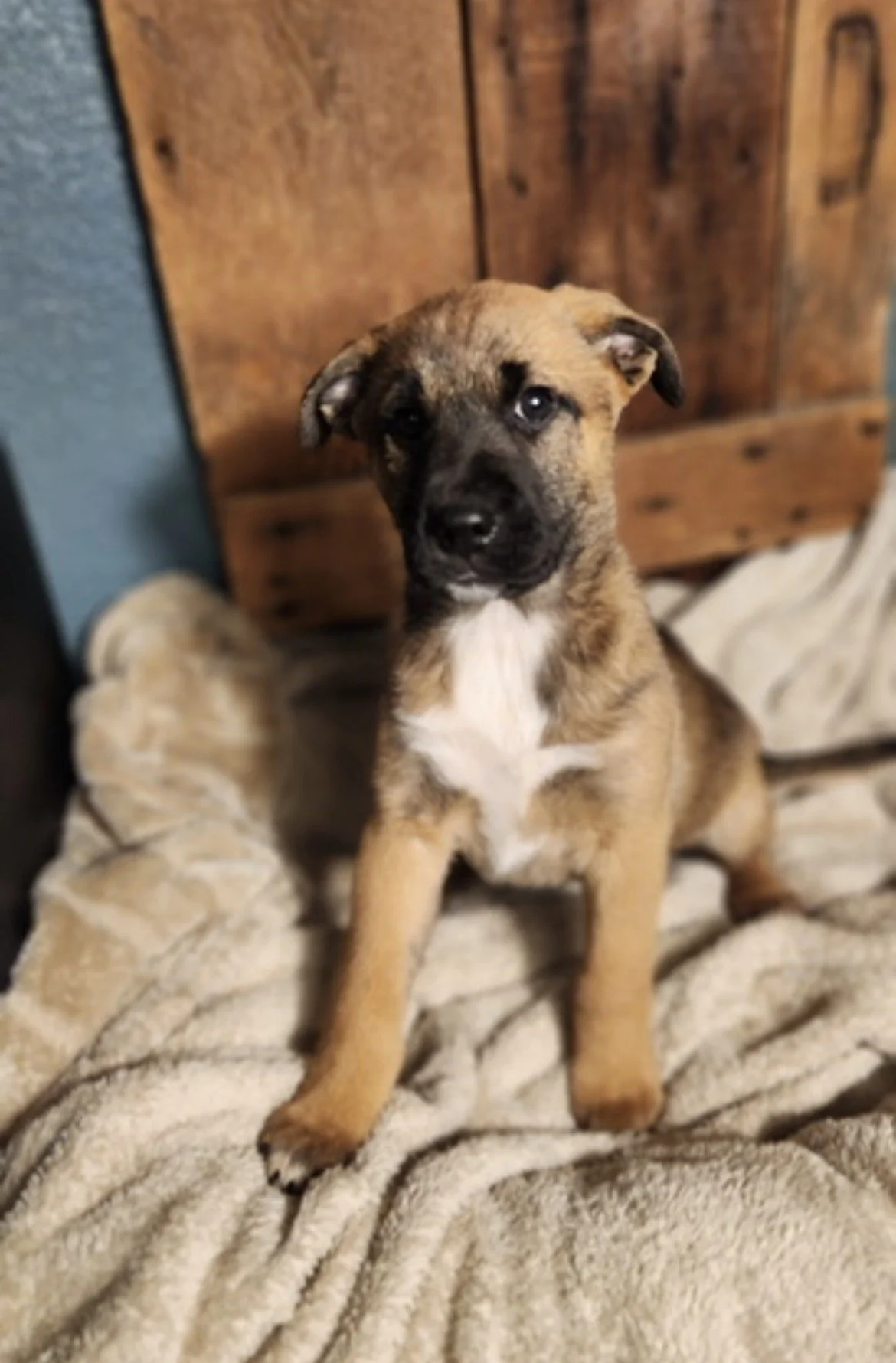 Puppy Sophie Original 