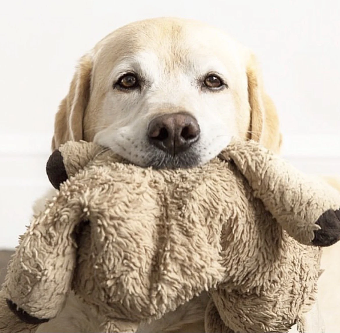 Henry & Teddy Original