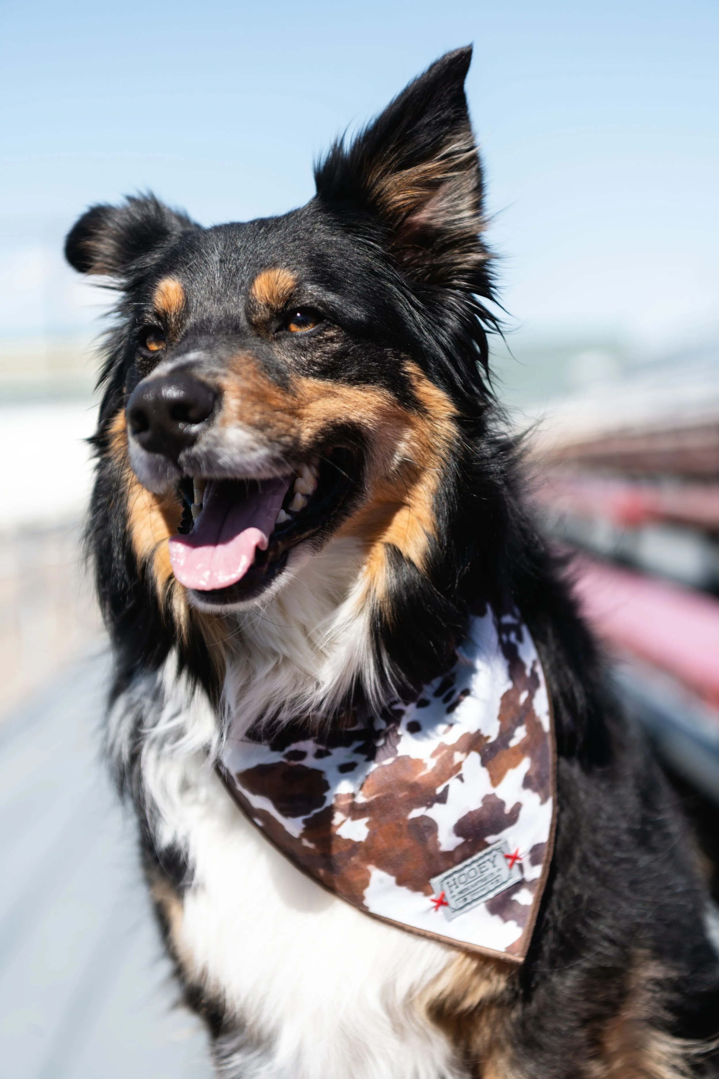 Dog wearing a Hooey dog bandana