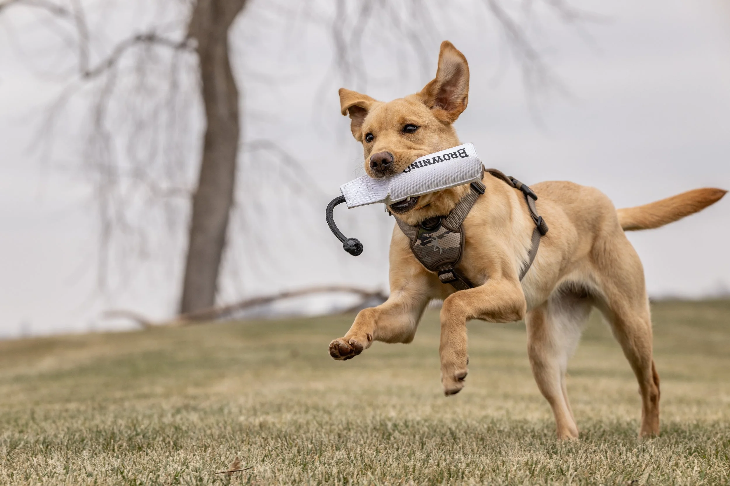 Dog playing with a Browning dog toy