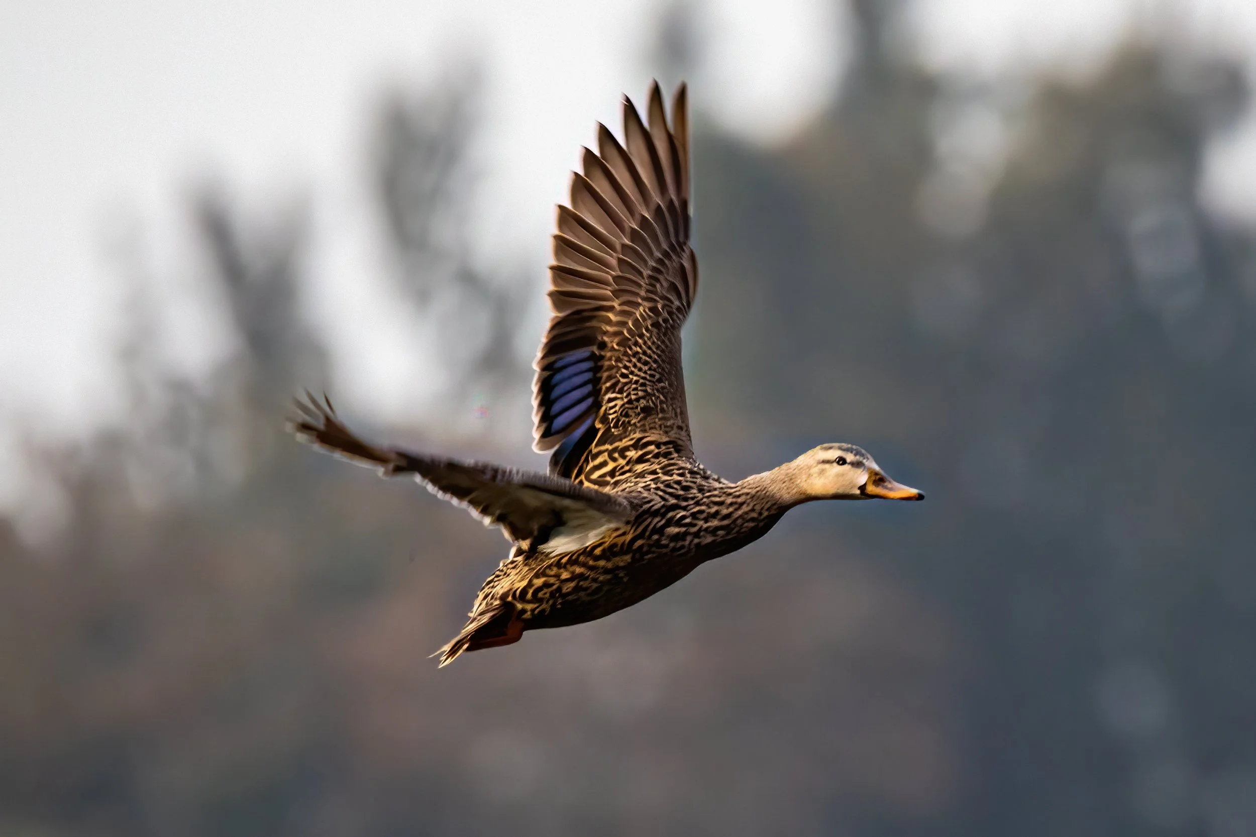 Ducks Unlimited