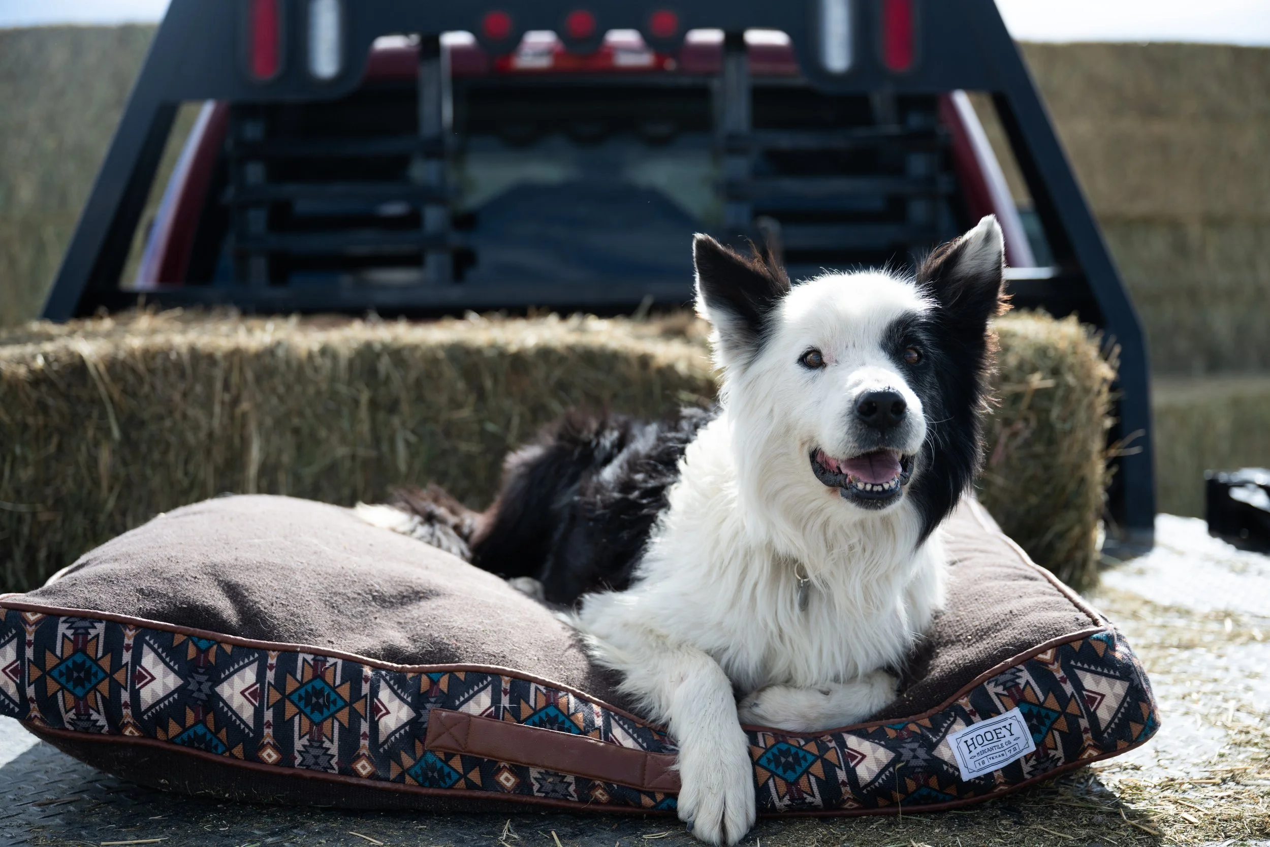 Dog lying down on a Hooey dog bed