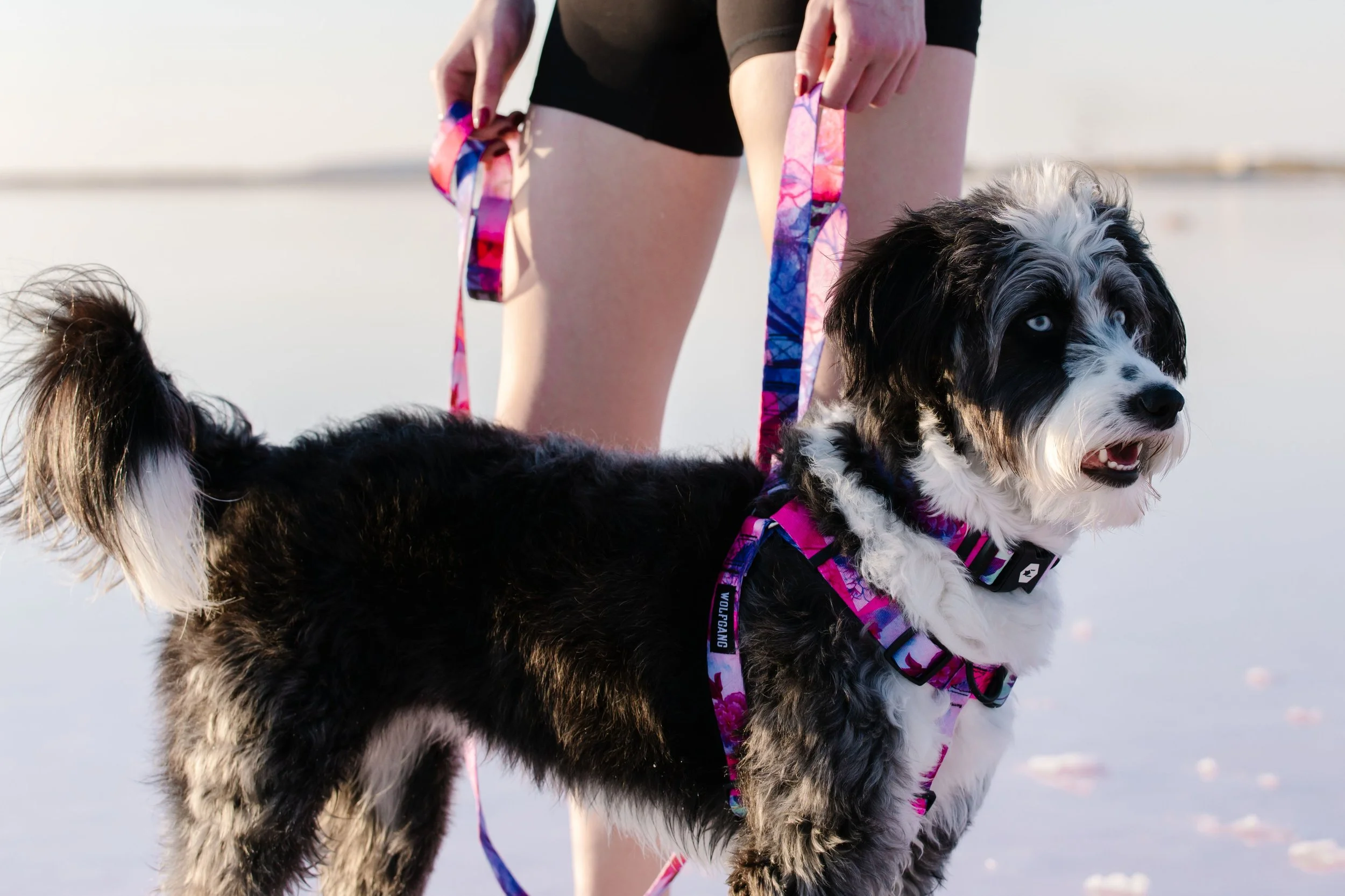 p0000579-601_wg_pet_harness_daydream_f26_798A3037_09-2025-Stansbury_LFSTL.jpg