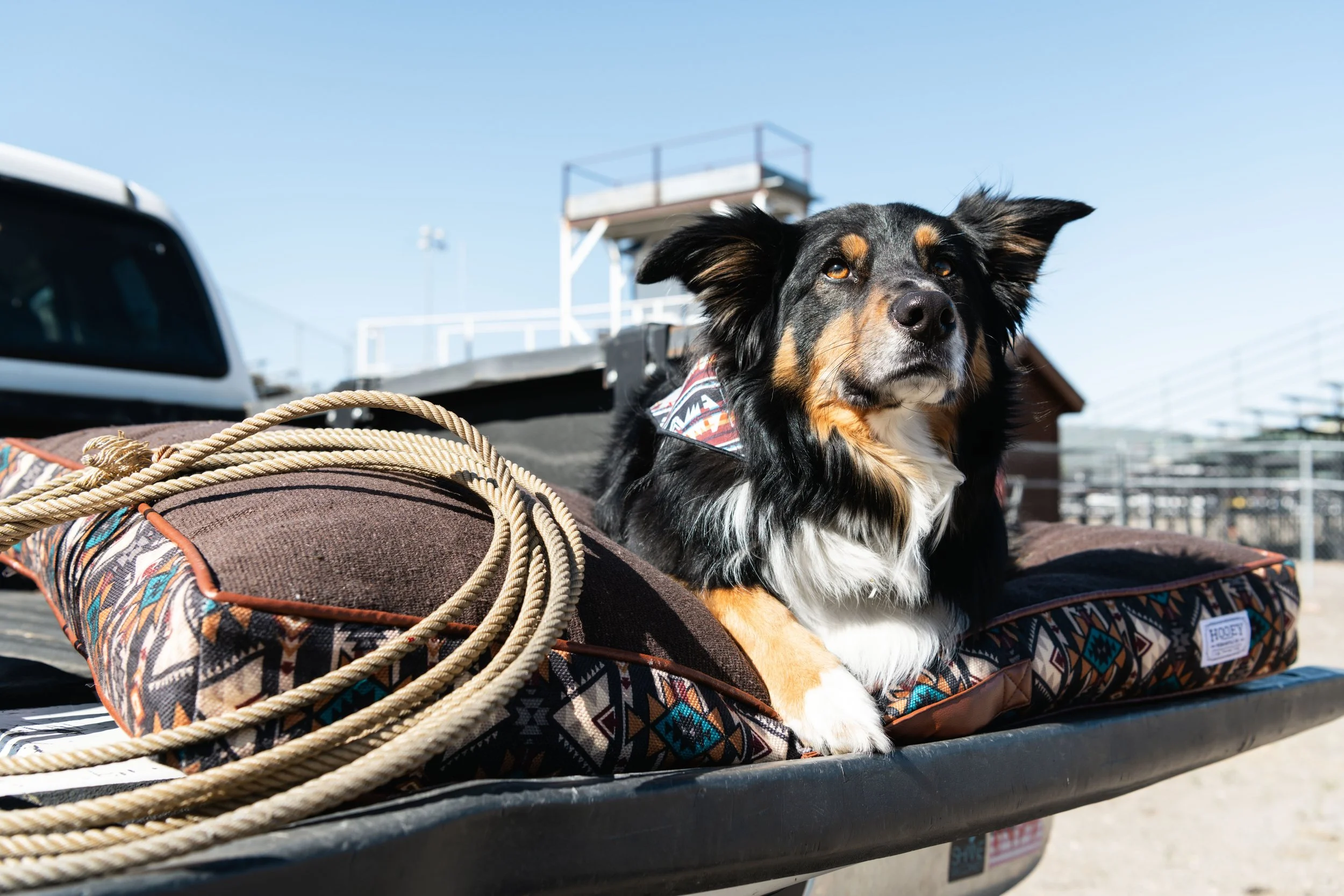 Dog on a Hooey dog bed