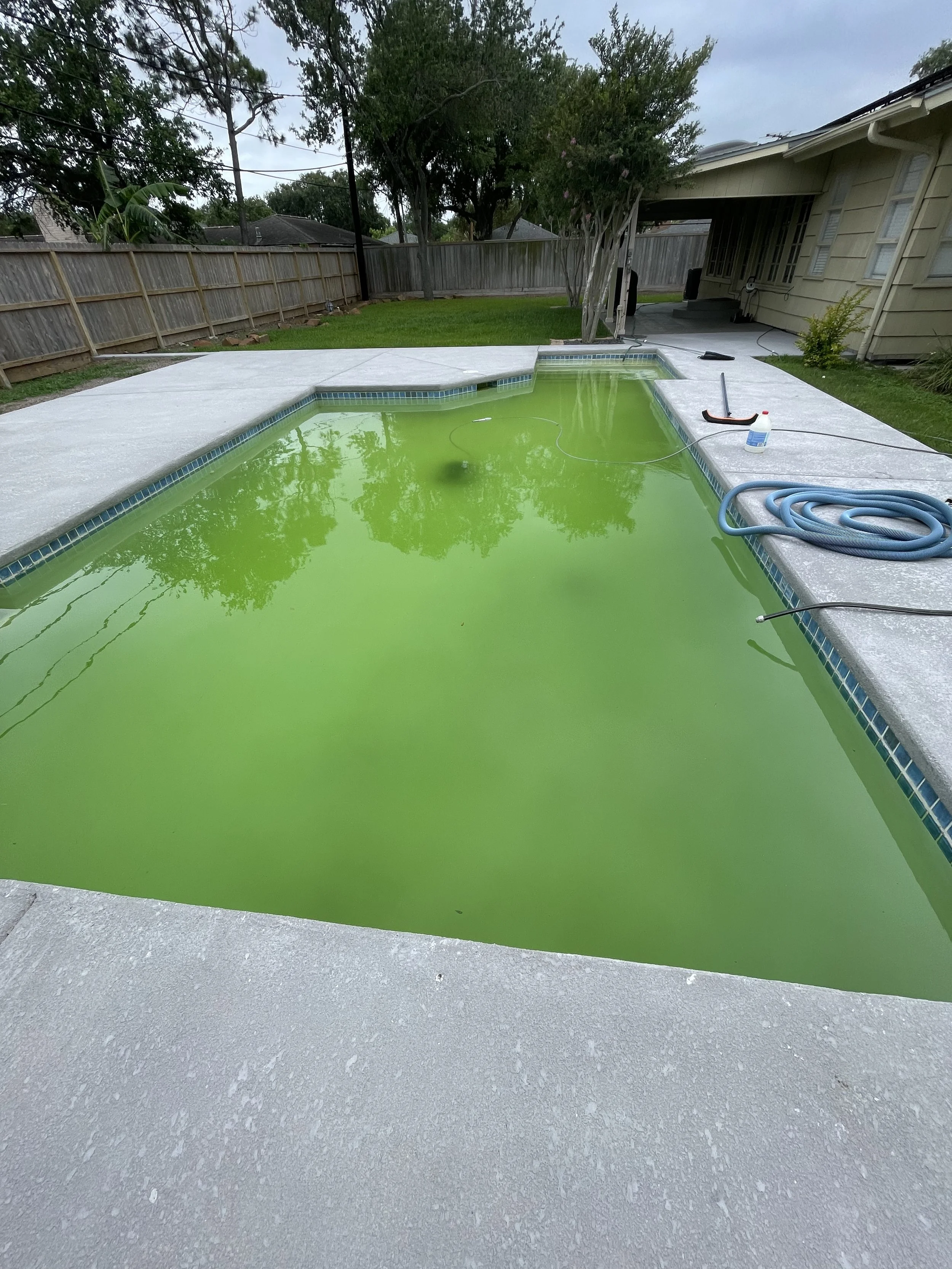 Swimming pool with green water, pool cleaning equipment and hose, outside backyard with grass and trees.