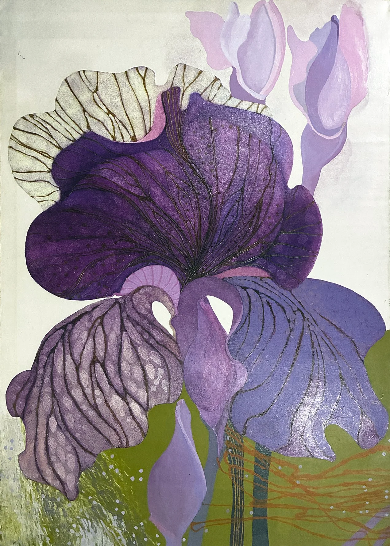 Iris 12