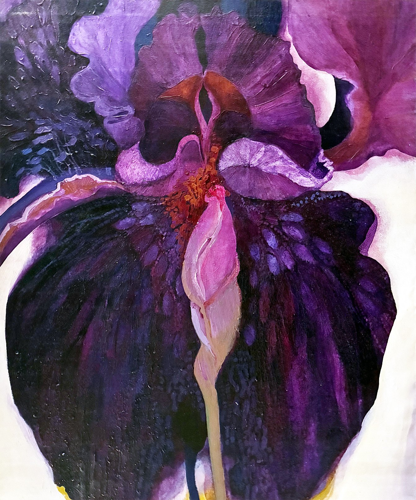 Iris 7