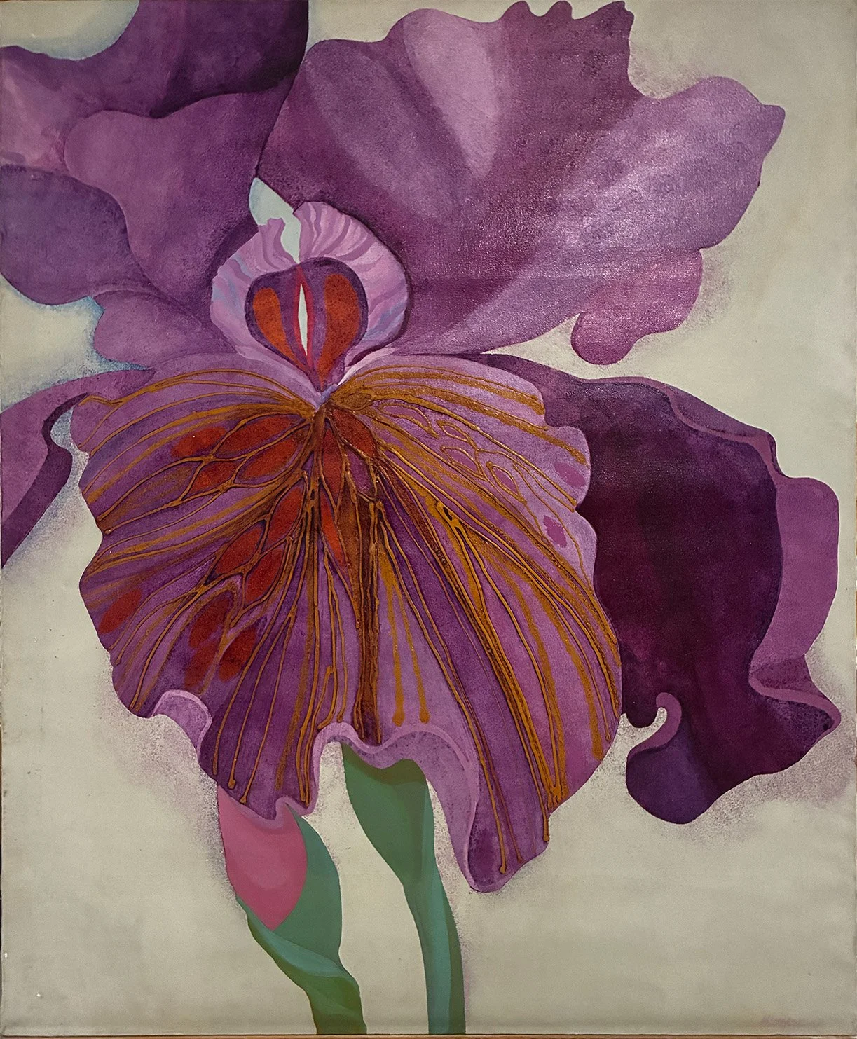 Iris 17