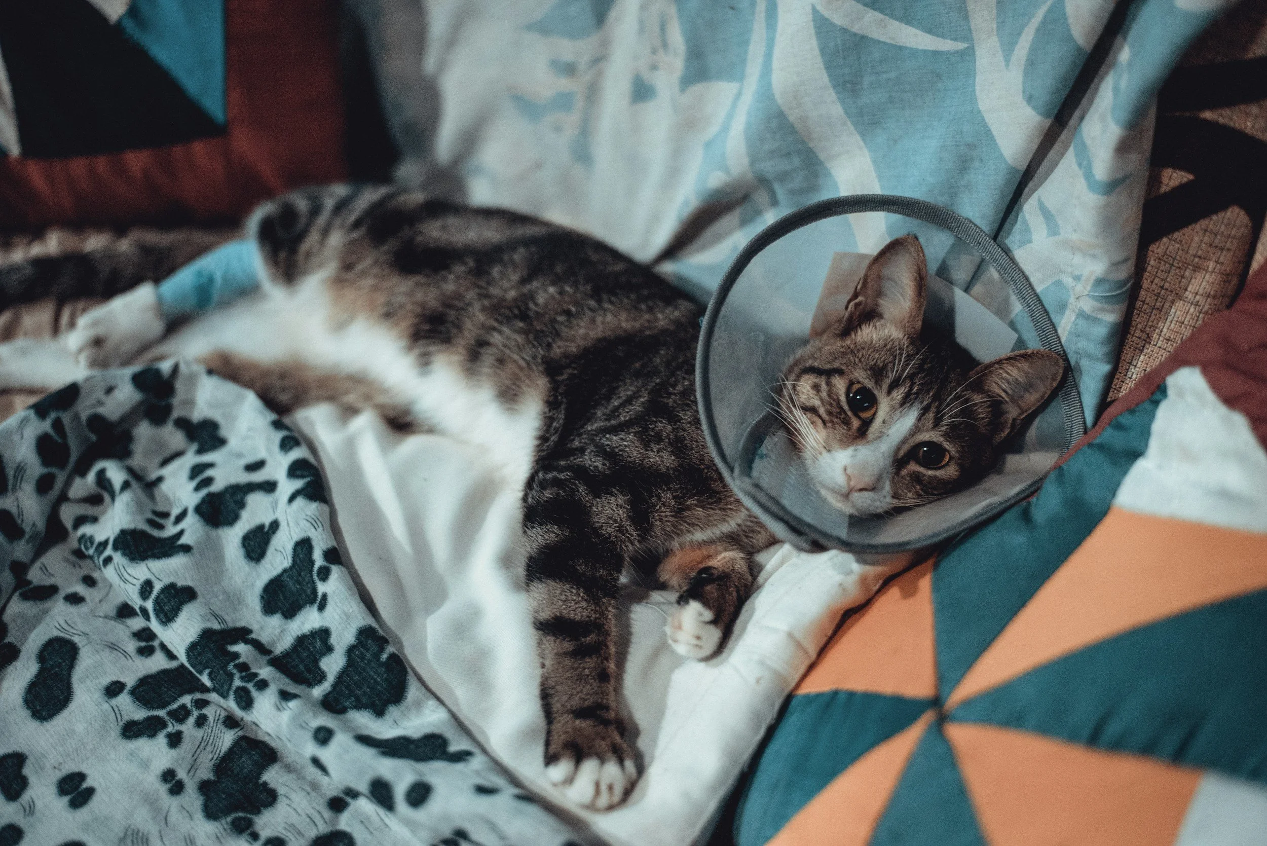 A tabby cat with a cone around its neck lying on a bed with patterned sheets, surrounded by colorful pillows.