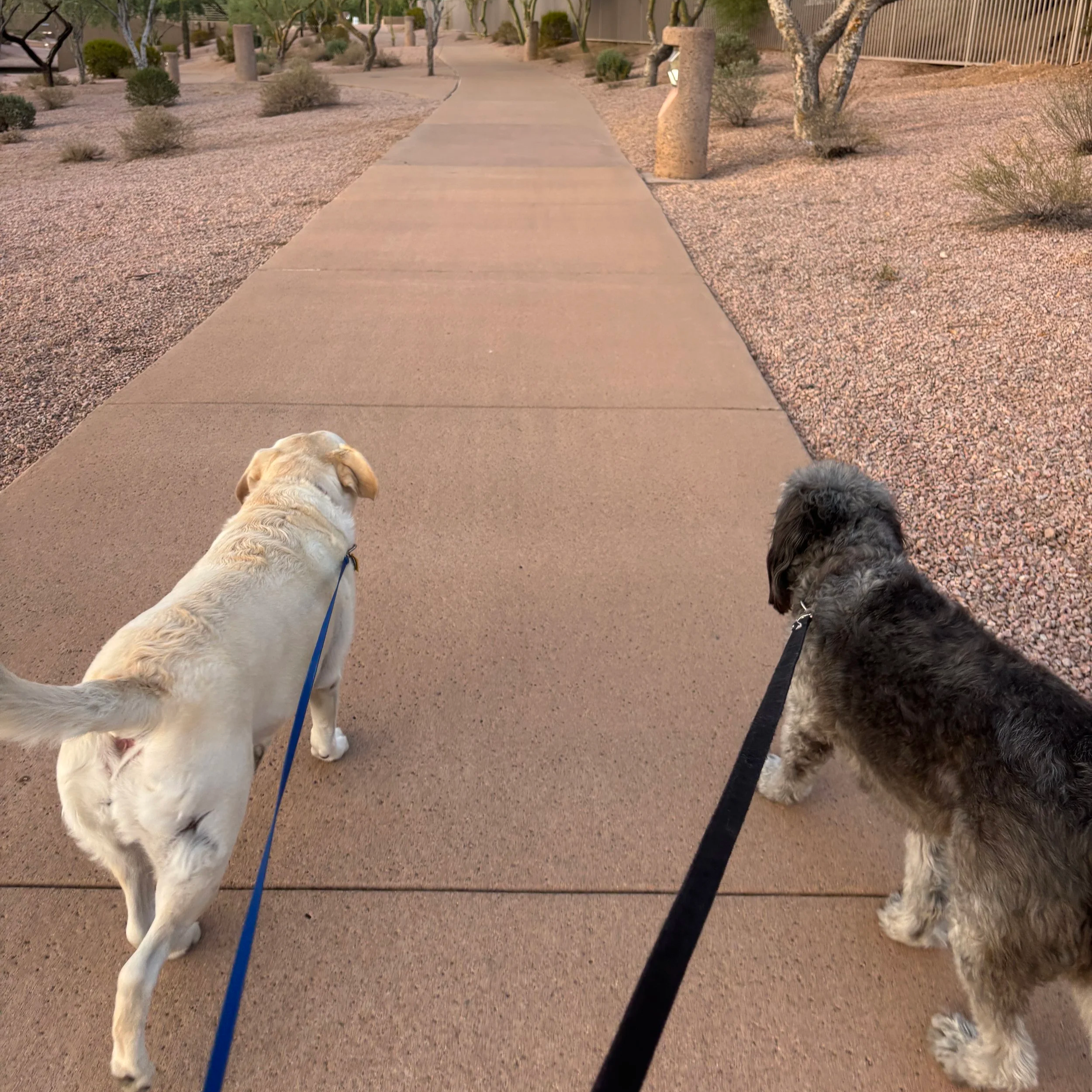 Two dogs on leashes walking on a concrete sidewalk in a desert-like area with gravel and sparse bushes.