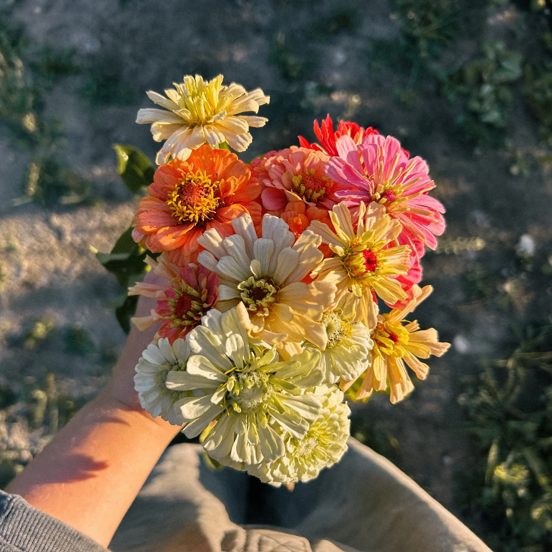 fresh cut flowers fjell farms montana