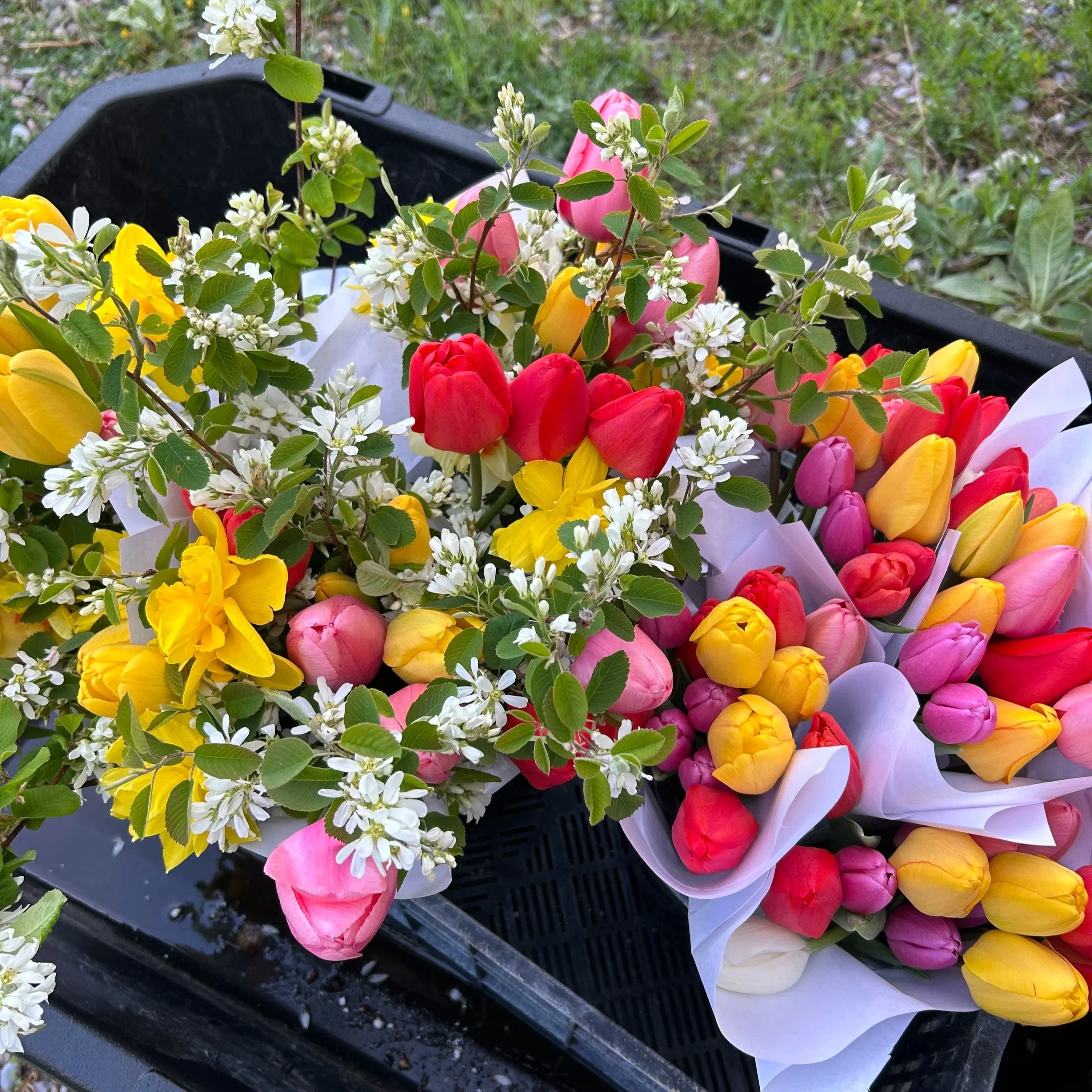 market wraps tulips daffodils bouquets fjell farms montana