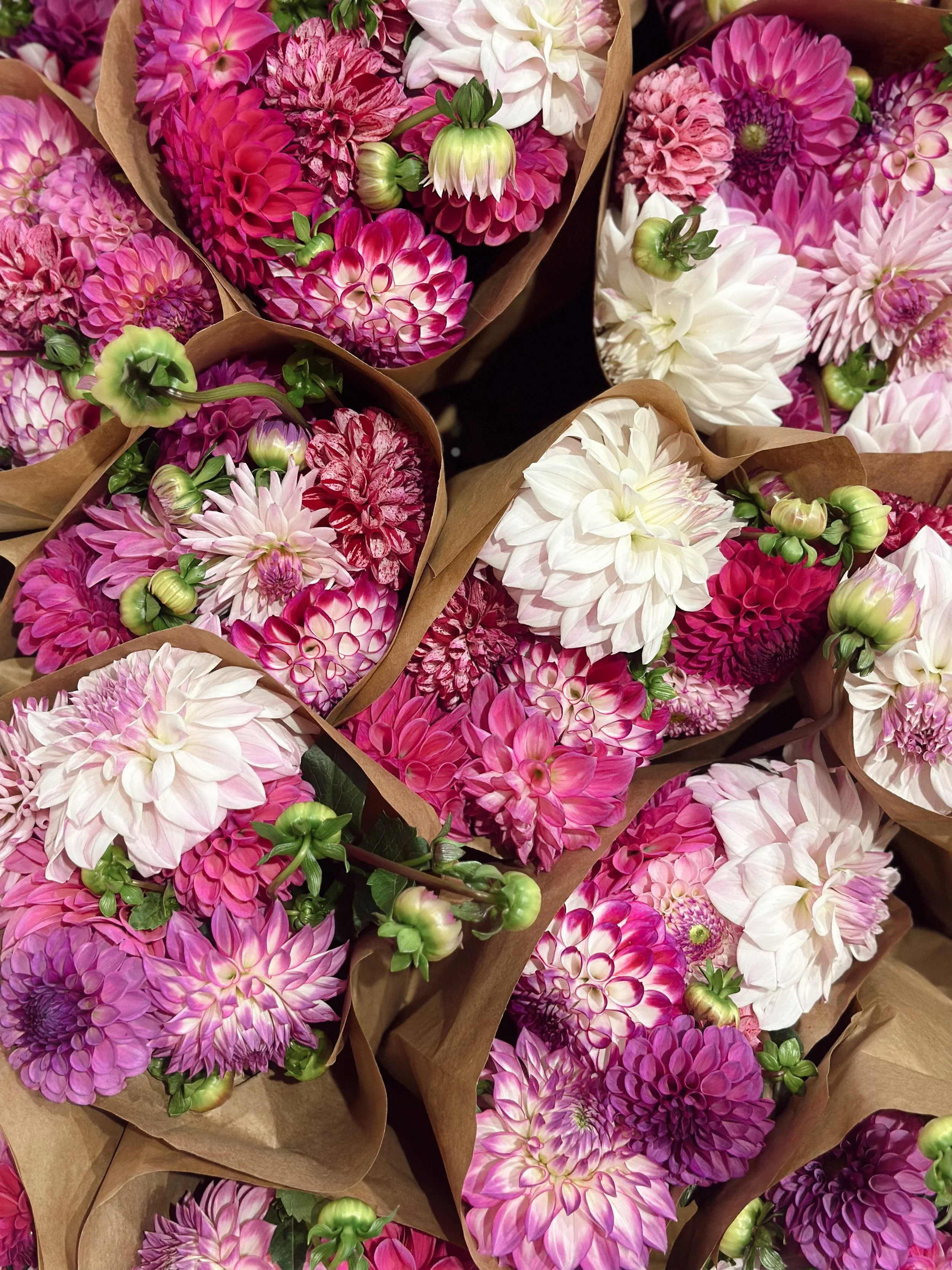 A close-up of multiple bouquets of pink and white dahlias wrapped in brown paper.