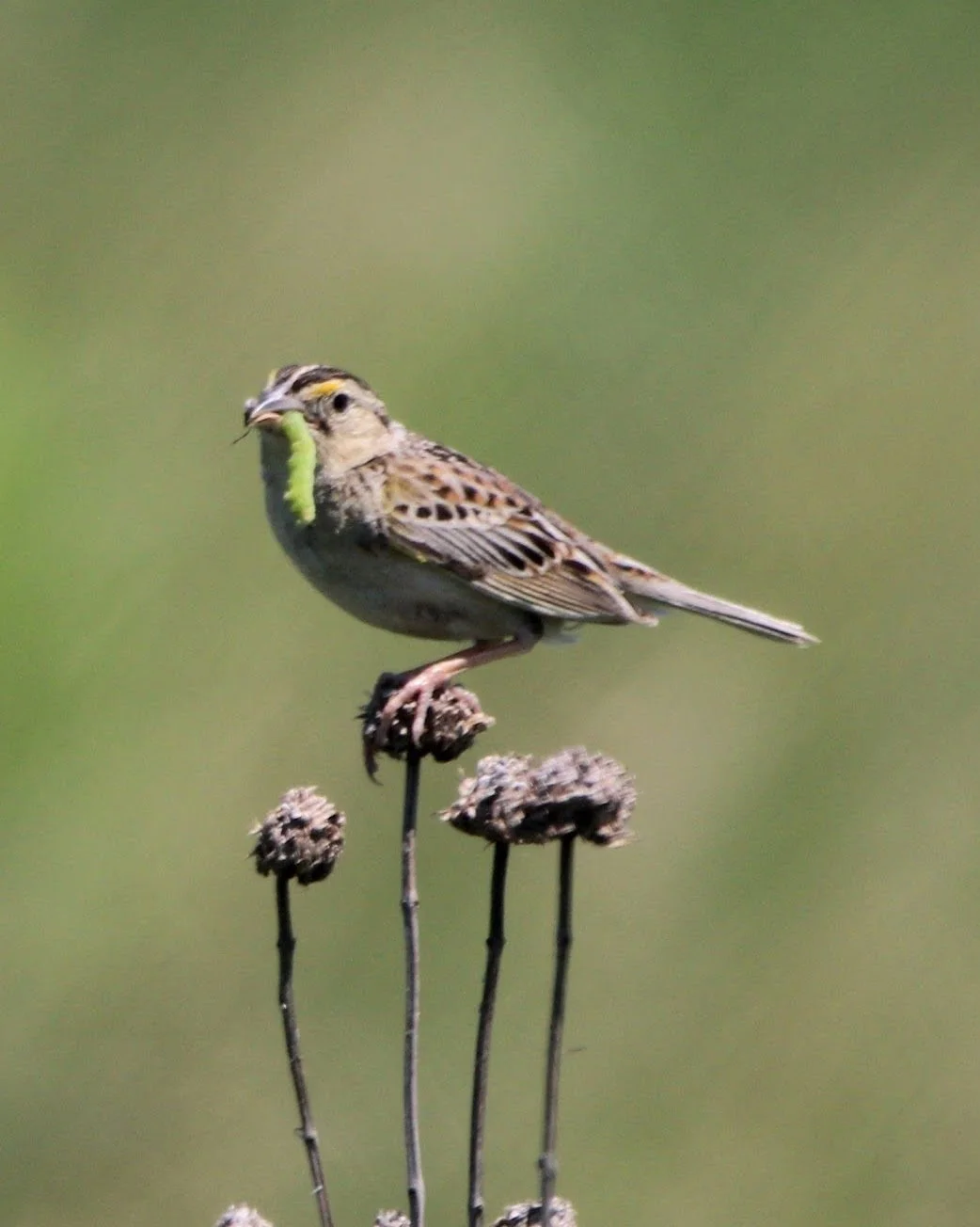 Grasshopper Sparrow In a nebraska field