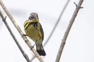 A Late Spring Adventure at Magee Marsh