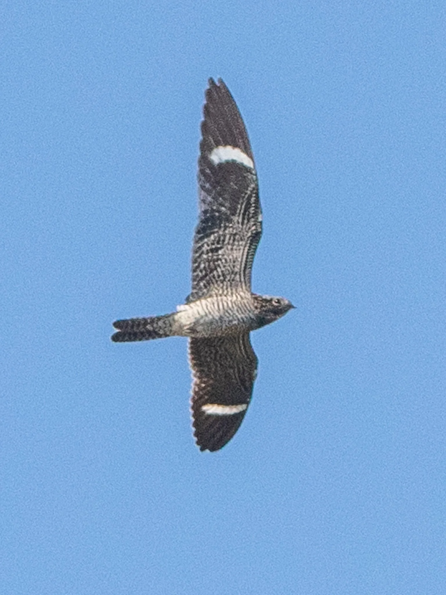 Appalachicola National Forest Camping and Birding