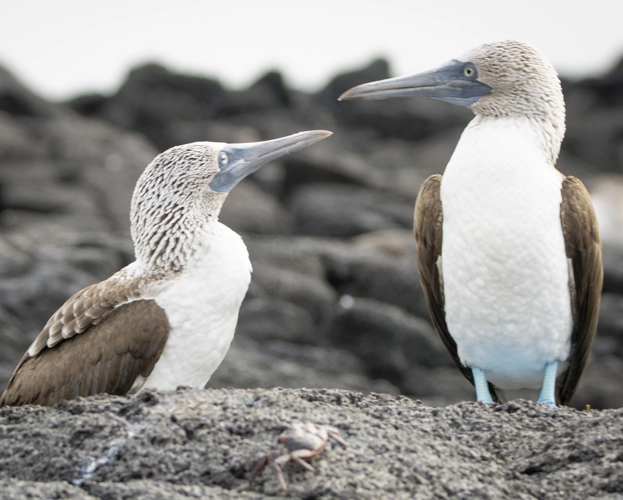 Blue Footed Boobies in Galapagos