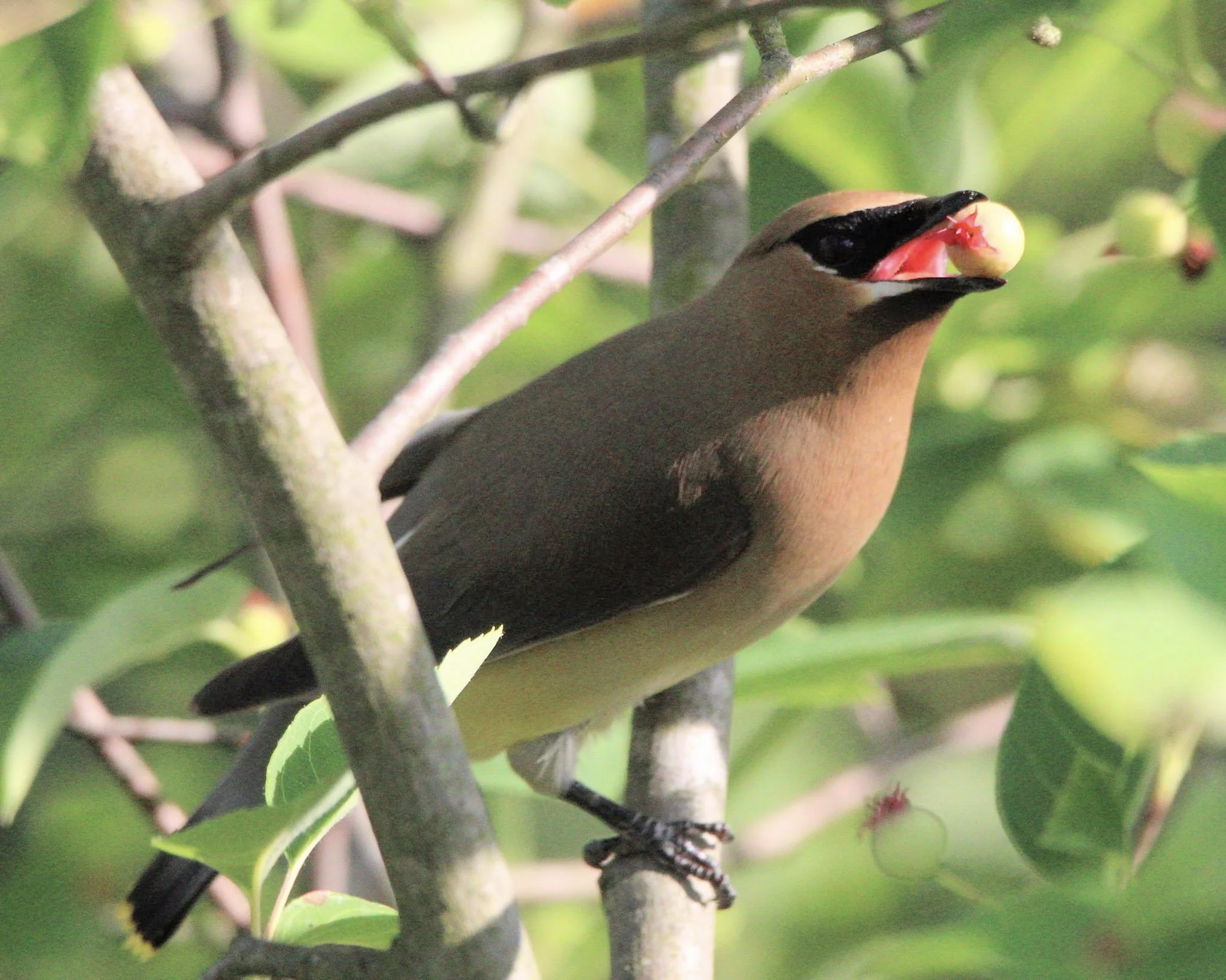 Cedar Waxwing with Service Berry