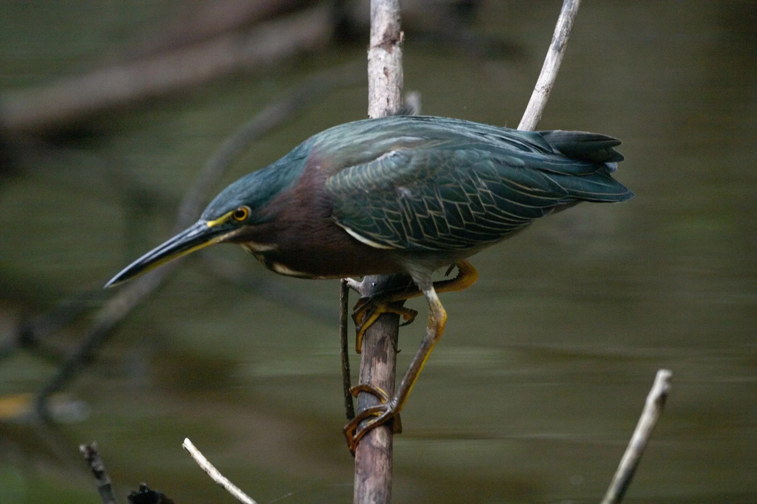 Green+heron+1-26.jpg