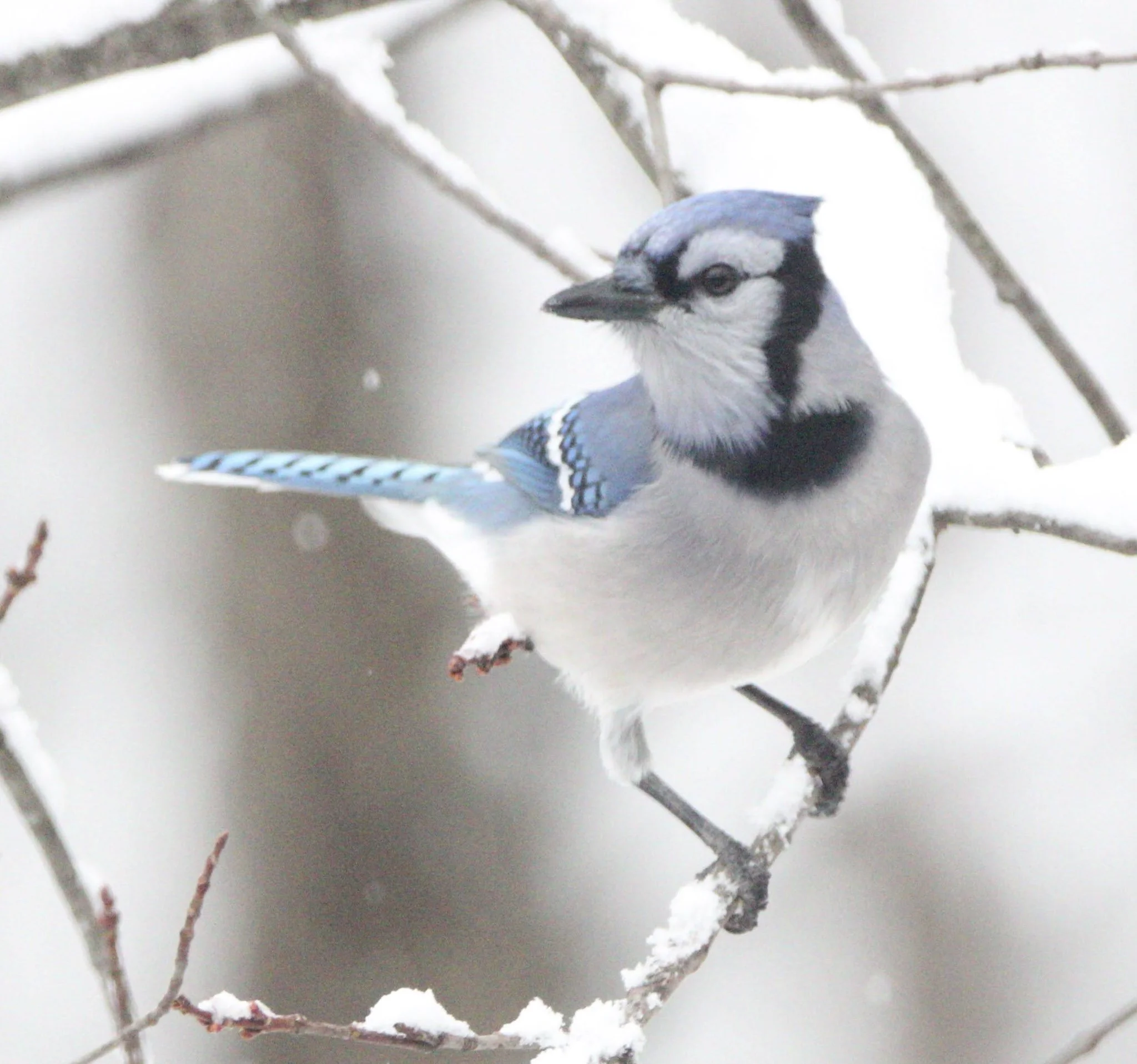 Blue Jay in snow
