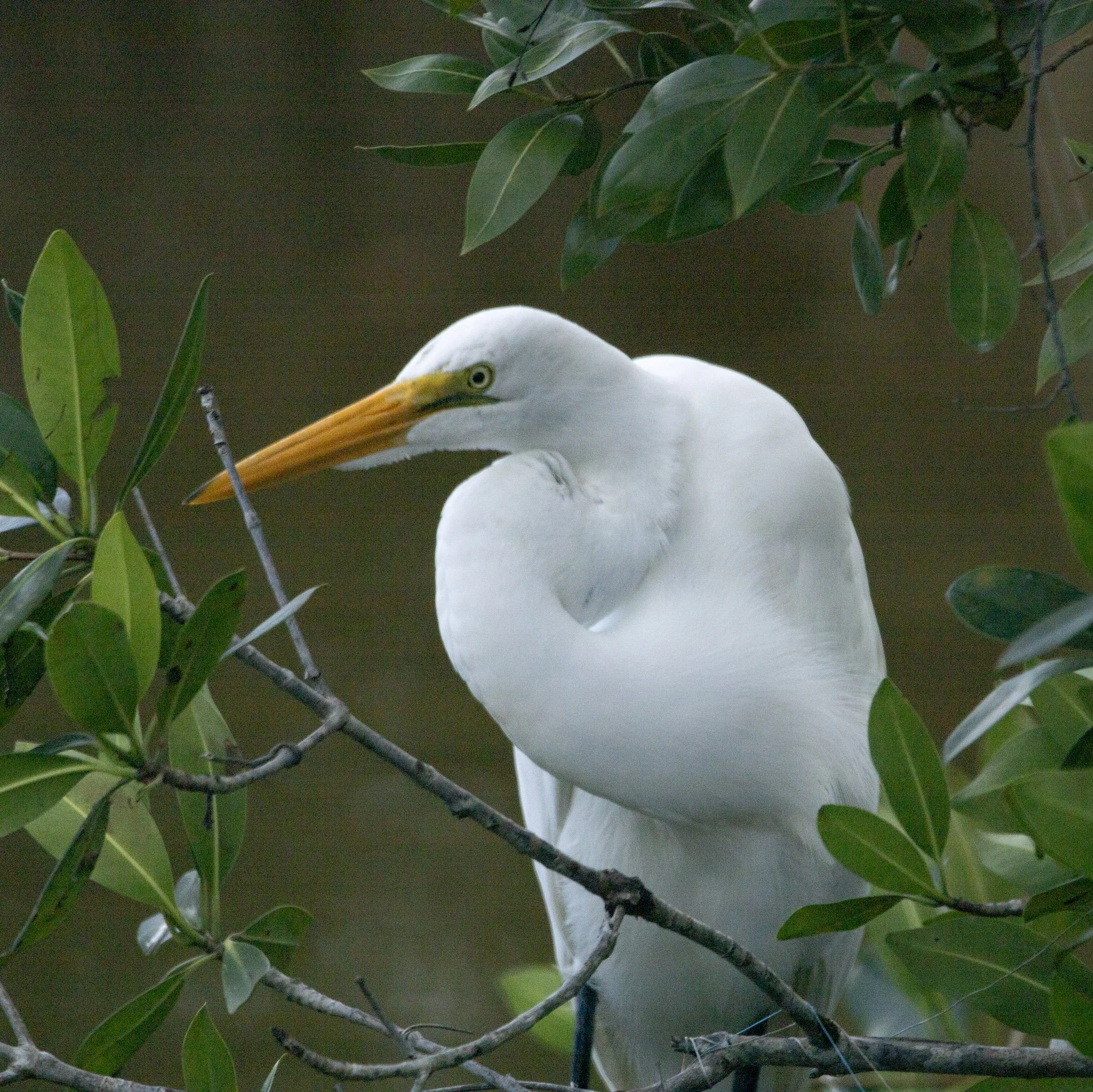 Great Egret in Mangrove Greenery Everglades Florida