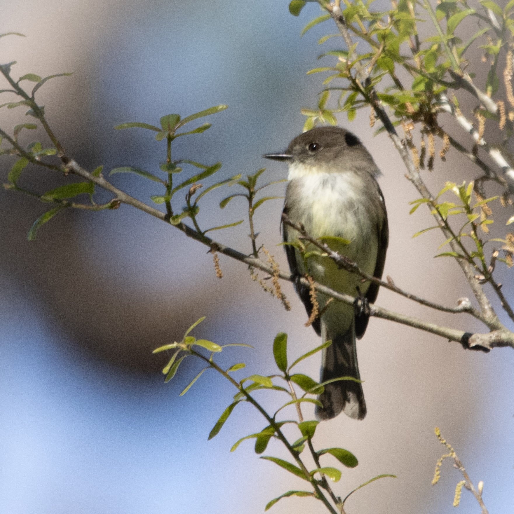 Eastern Phoebe Corksrew Preserve Florida