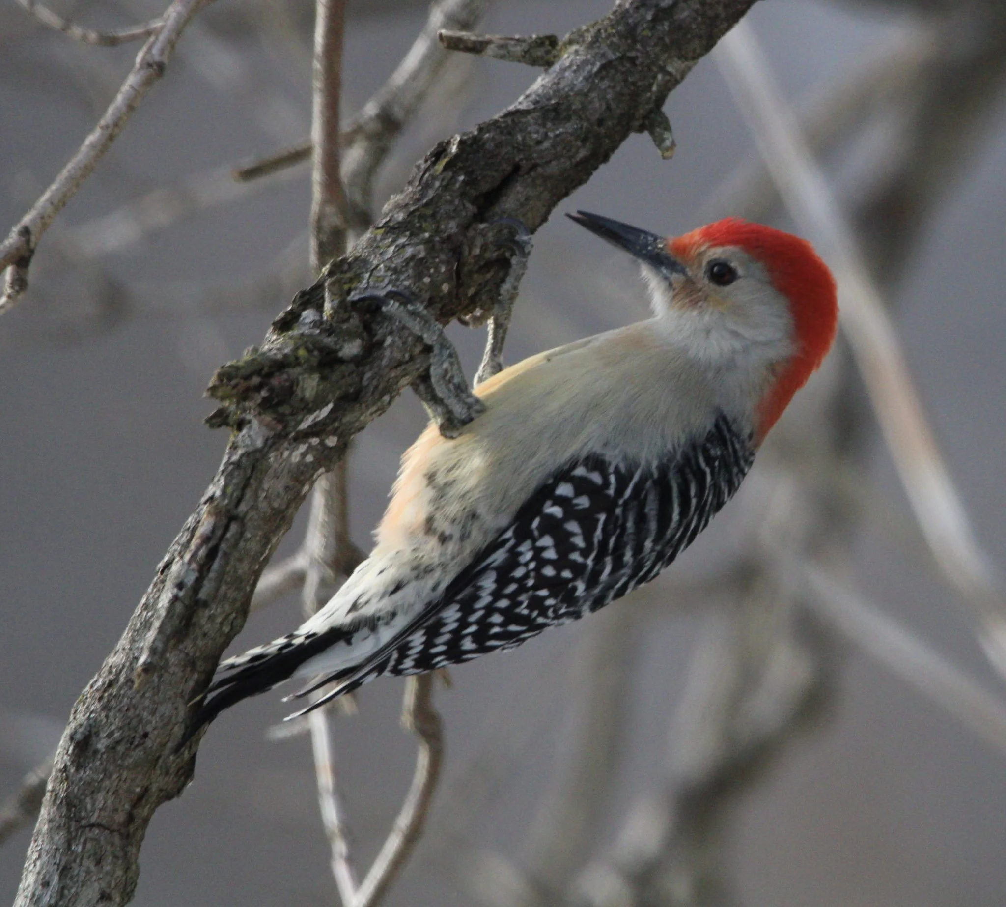 Red Bellied Woodpecker