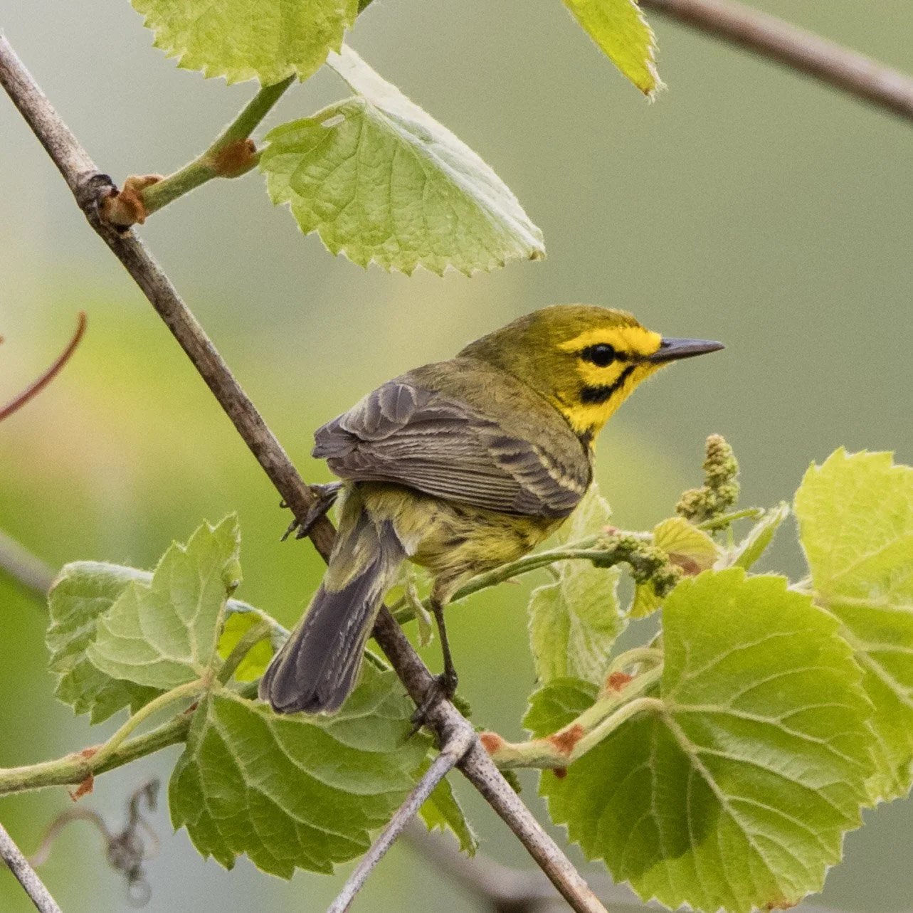 Prairie Warbler in Green Leaves Shawnee State Park Ohio
