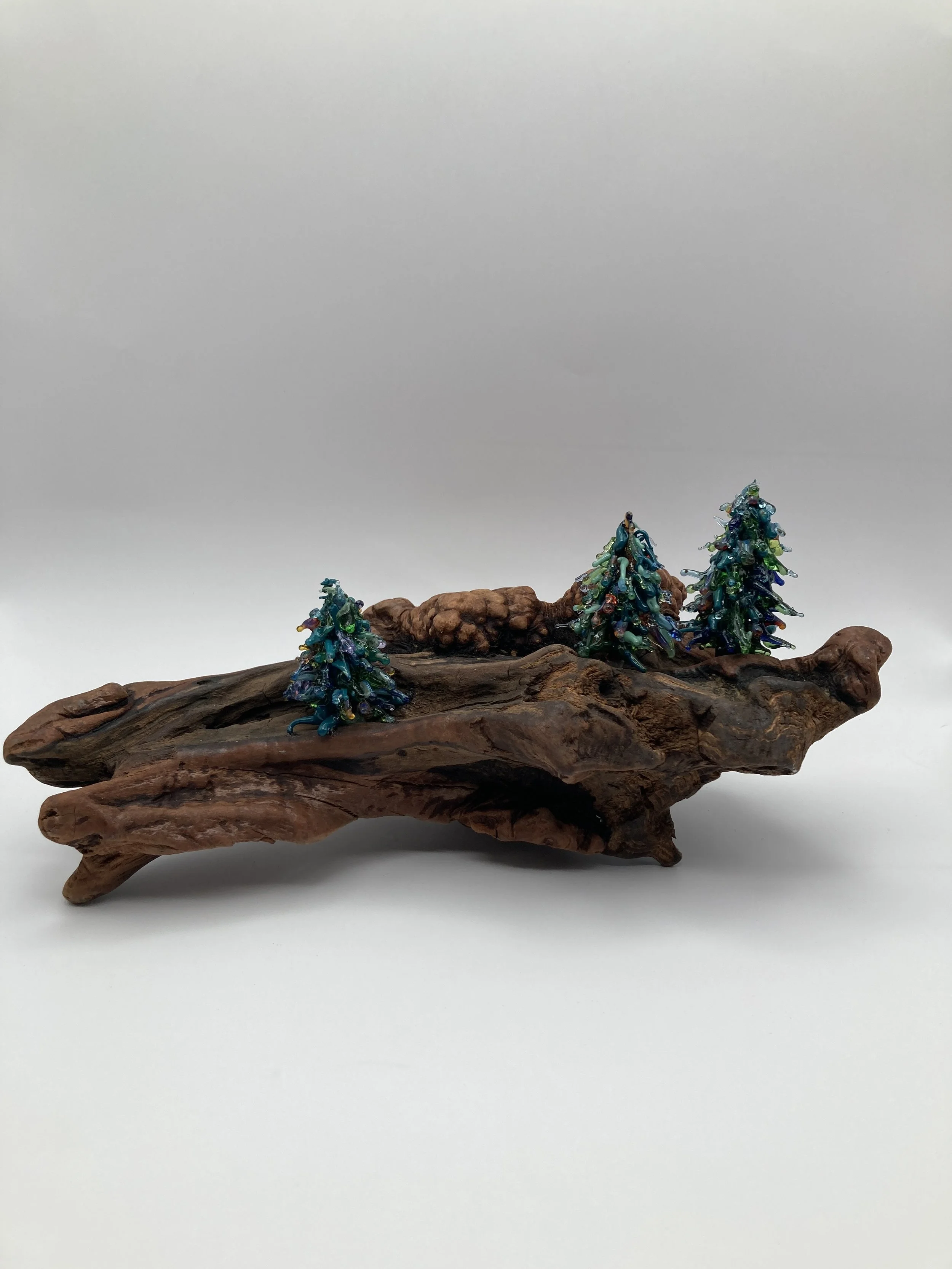 3 Evergreen Trees on Burlwood