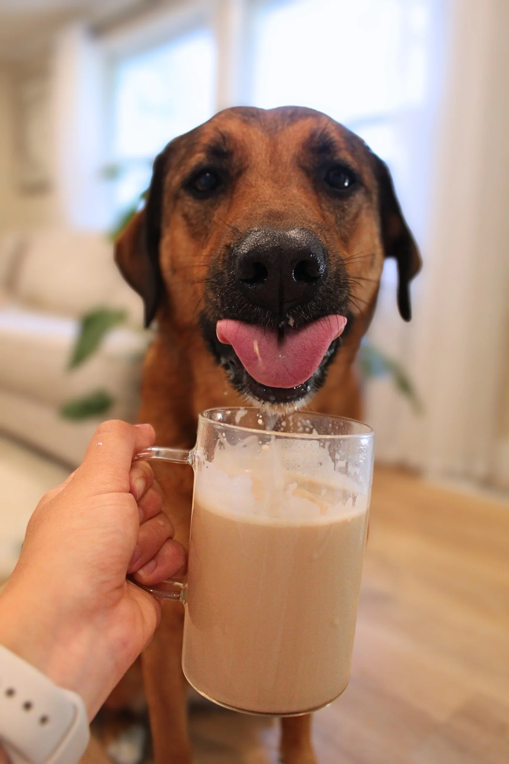 Perro de raza unspecified con lengua fuera y expresión feliz, frente a una taza de cerveza con espuma en un ambiente interior bien iluminado.
