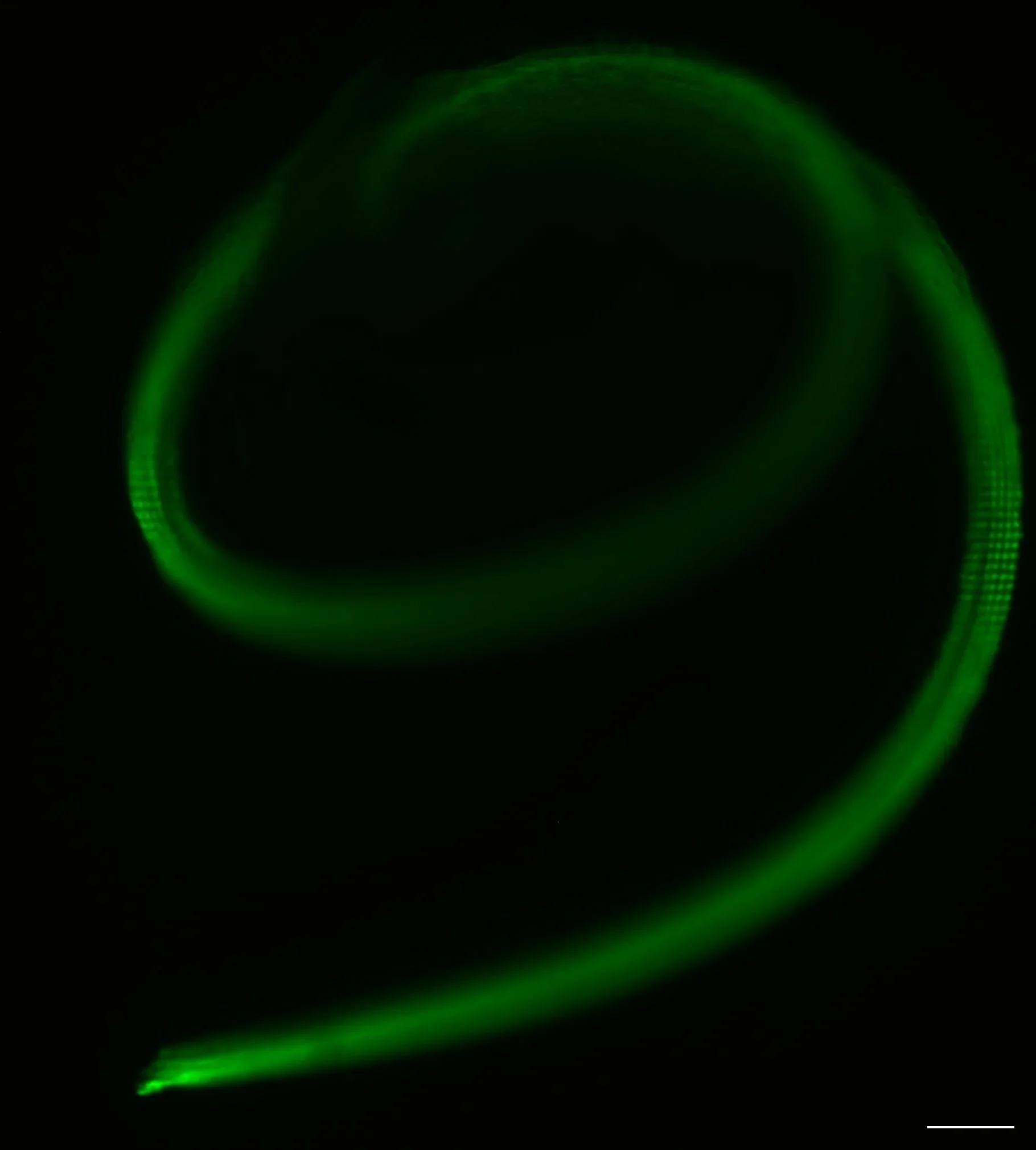 Image of the auditory sensory organ, the organ of Corti, with its characteristic spiral shape. The hair cells that compose it express GFP, making them visible in green under a fluorescence microscope. The preparation comes from the cochlea of a P1 mo