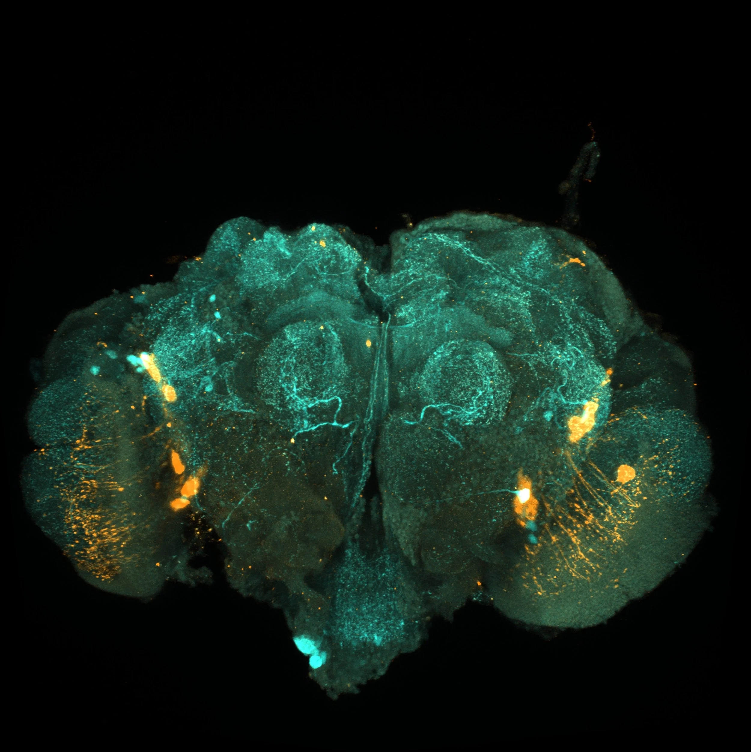 Male mosquito whole brain labelling serotonin (cyan) and PDF (orange) neurons. Credit A. Suppermpool