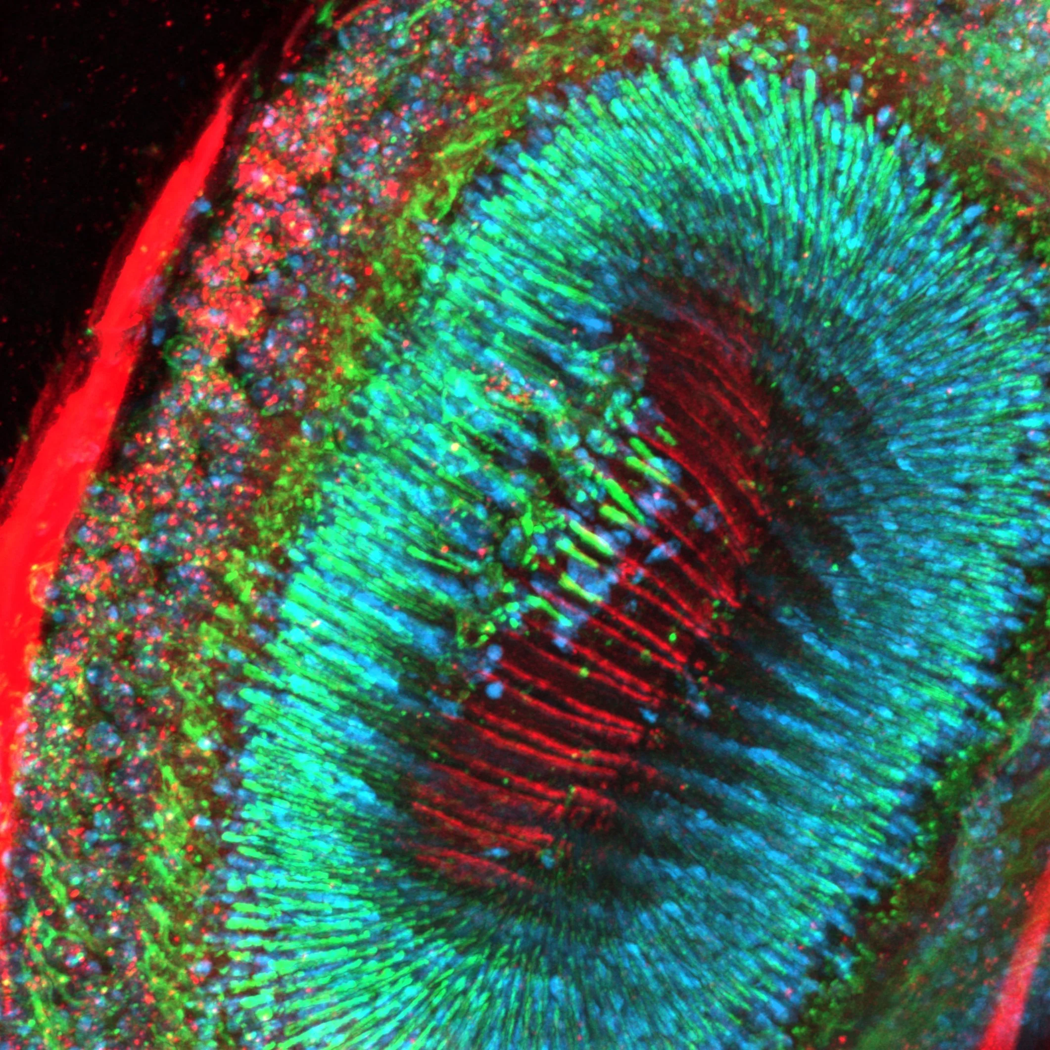 Understanding the neural mechanisms of mating in malaria mosquitoes