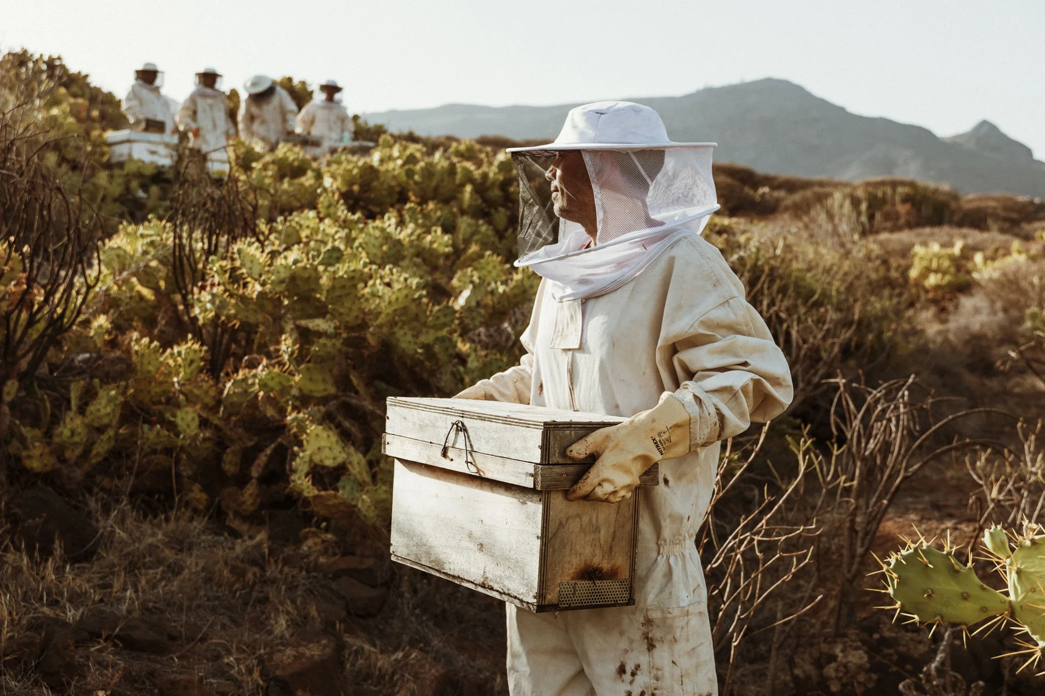 Persona trabajando como apicultor en un campo de cactus, usando equipo de protección y sosteniendo una caja de colmenas.