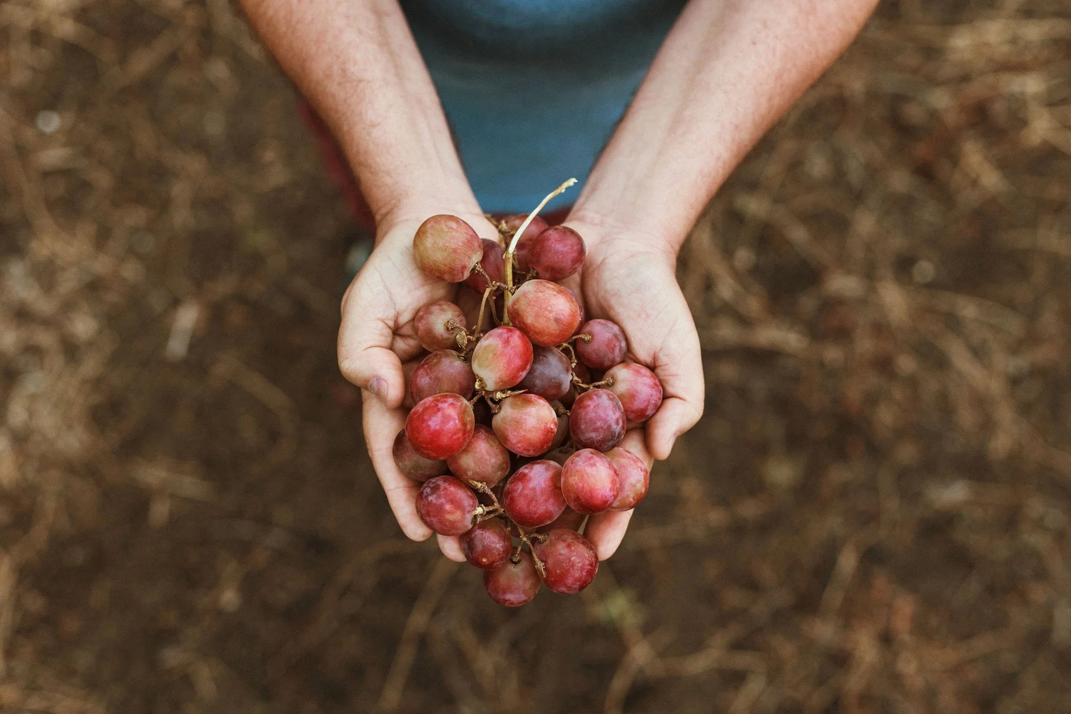 Personas sosteniendo racimo de uvas rojas en tierra de campo