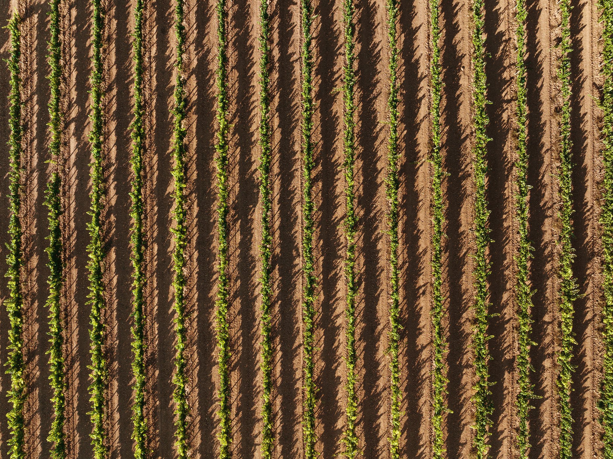 Vista aérea de un campo de cultivo con filas de plantas verdes y tierra marrón.