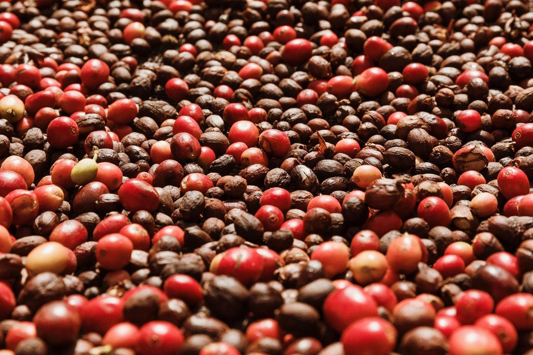 Variedad de granos de café tostados en tonos marrón, rojo y rosa.