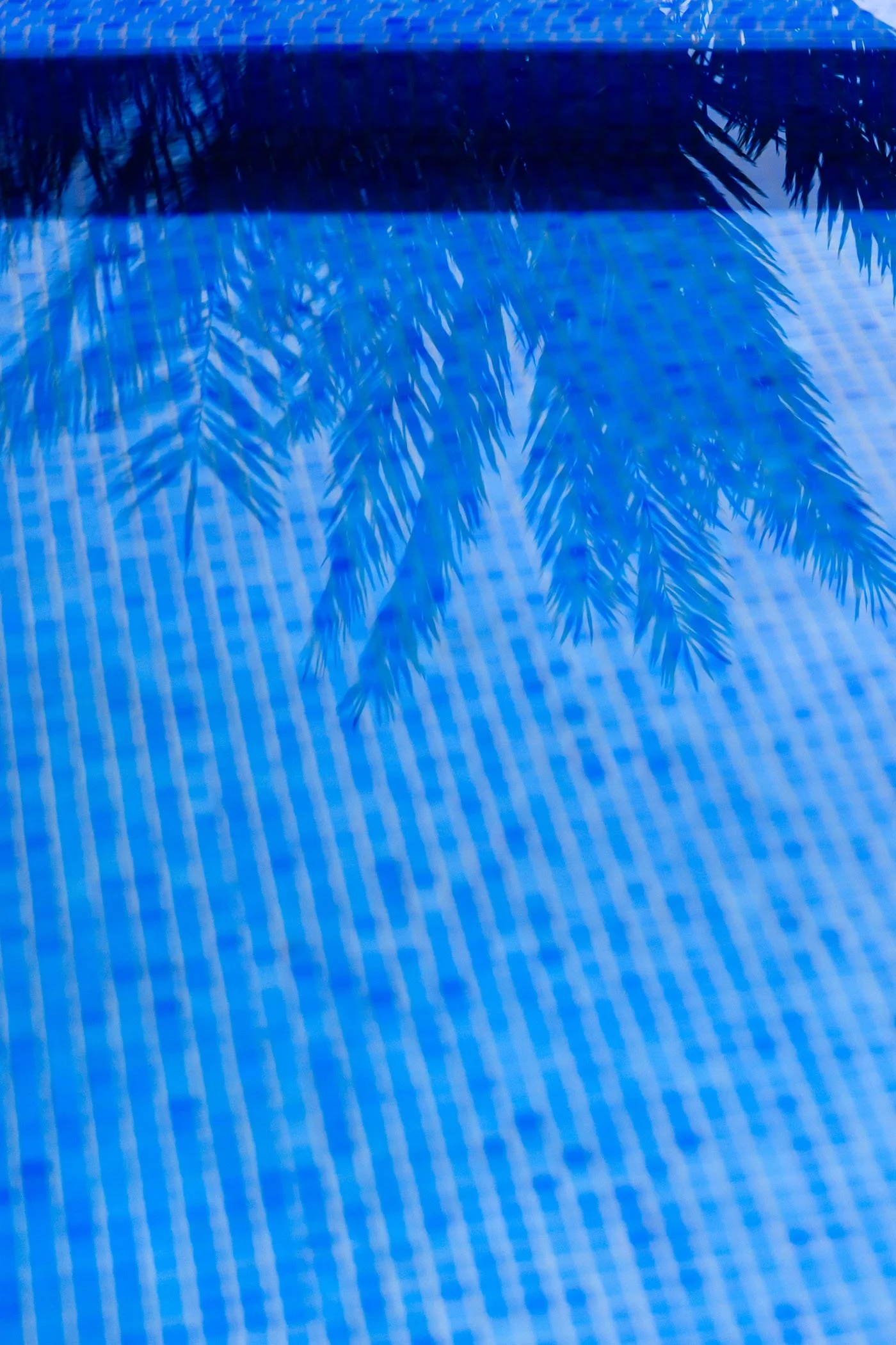 Reflejo de hojas de palmera en una piscina con mosaico azul.