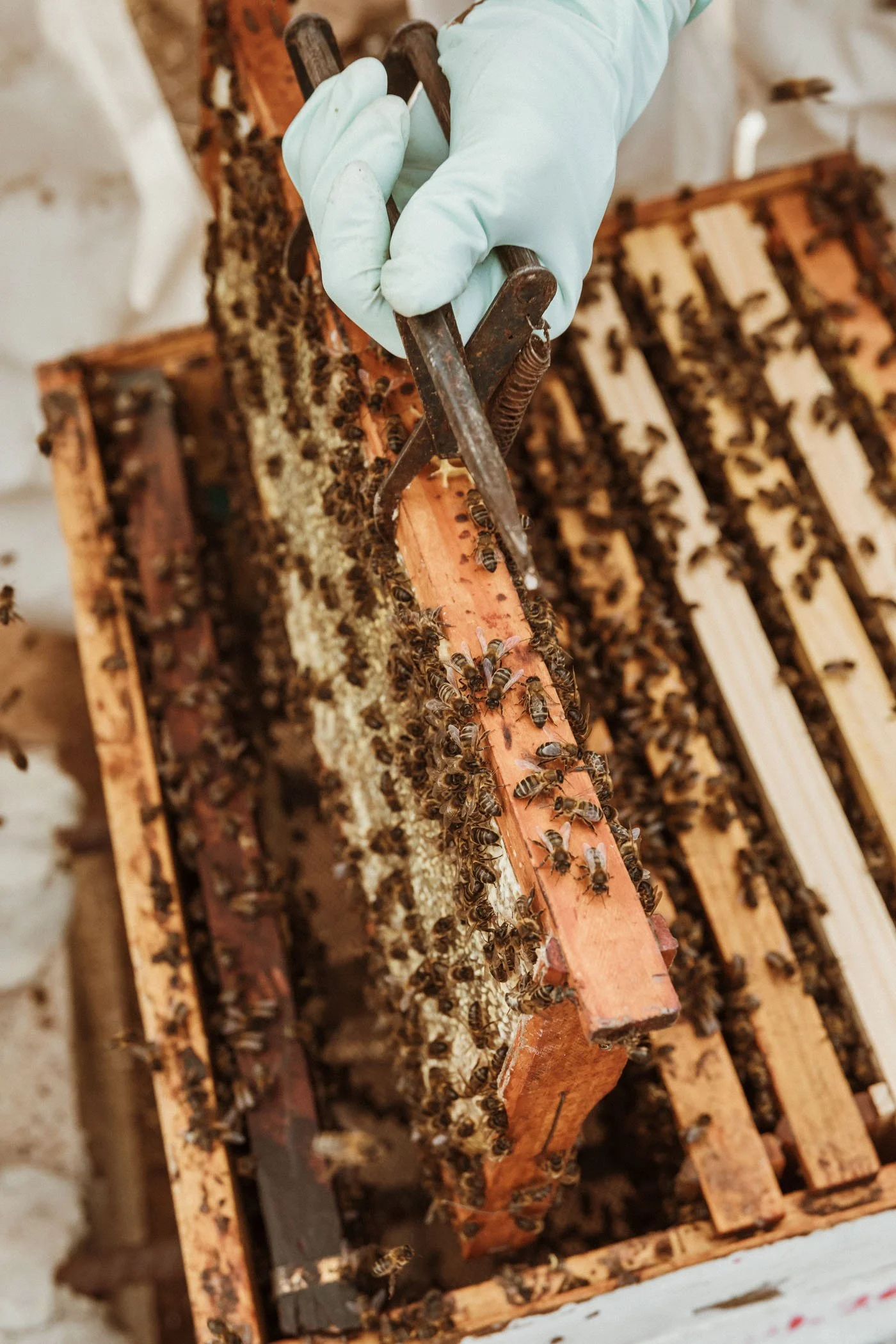 Persona con guantes inspeccionando una colmena de abejas y abejas trabajando en ella.
