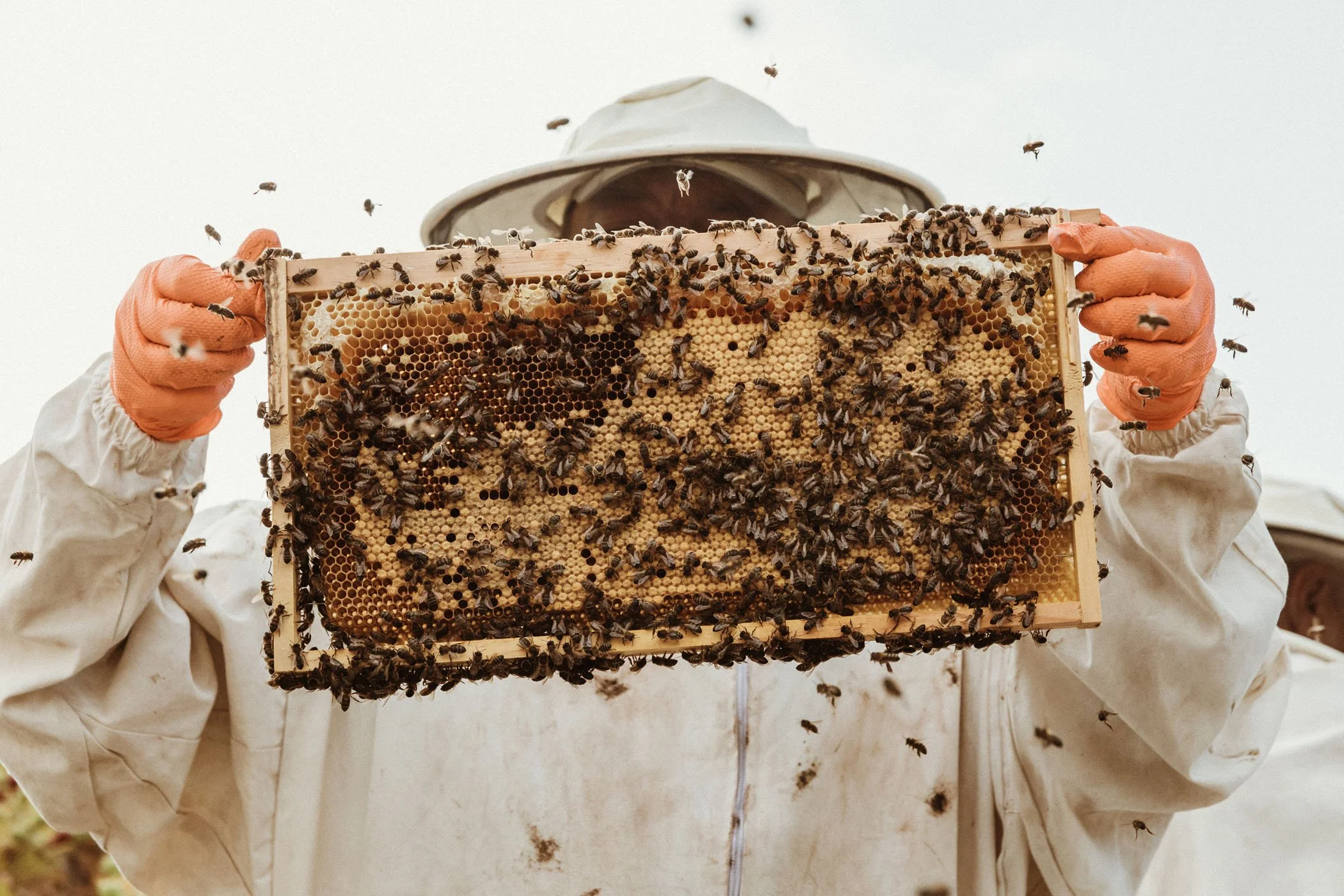 Persona en traje de apicultor sosteniendo una celda de miel con muchas abejas