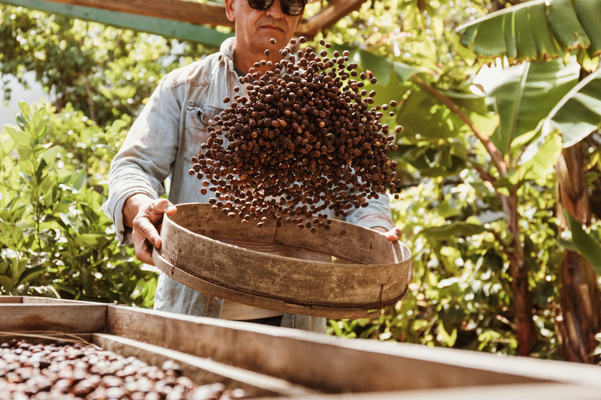 Hombre lanzando granos de cacao en una bandeja en un campo de cacao.