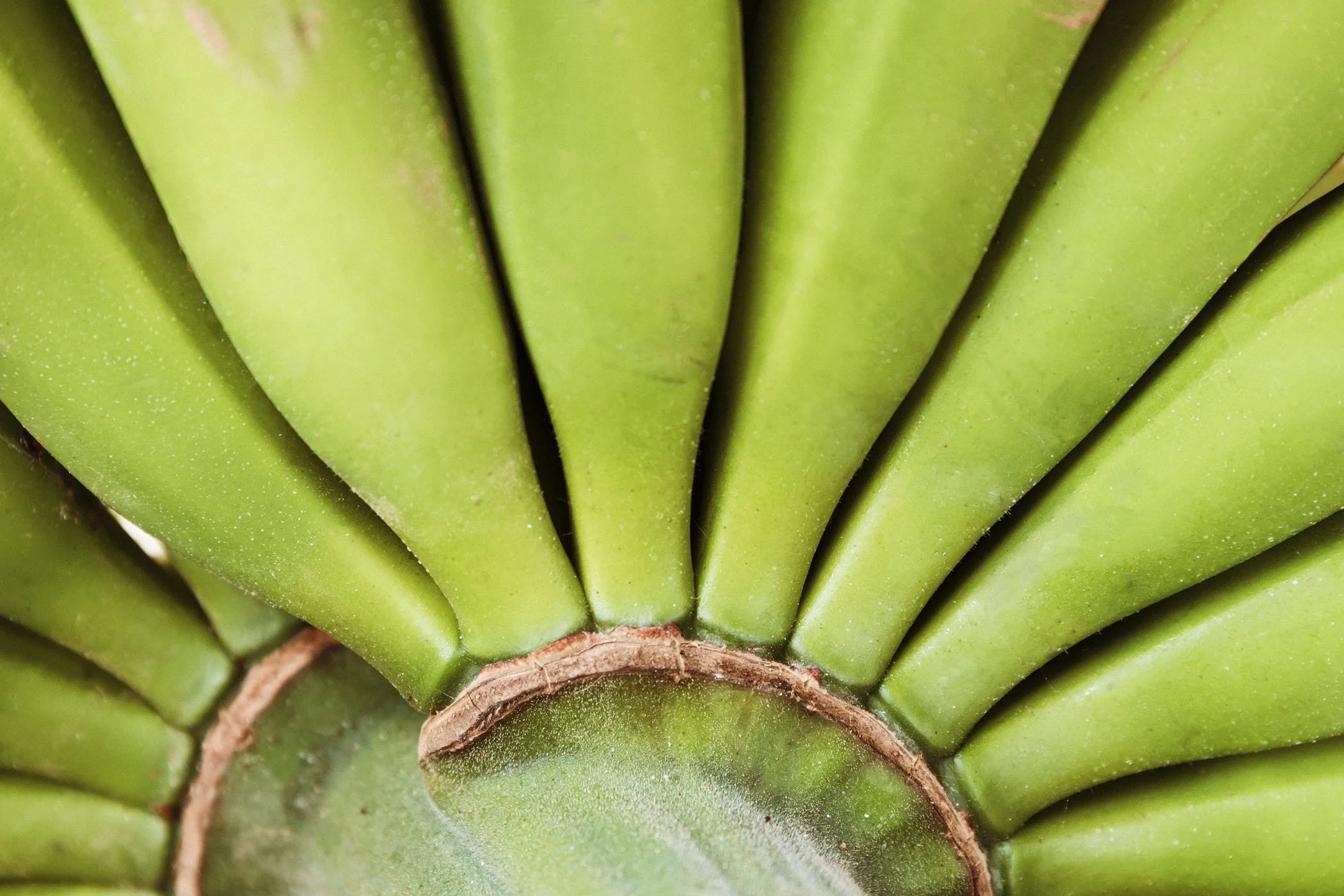 Primer plano de plátanos verdes agrupados.