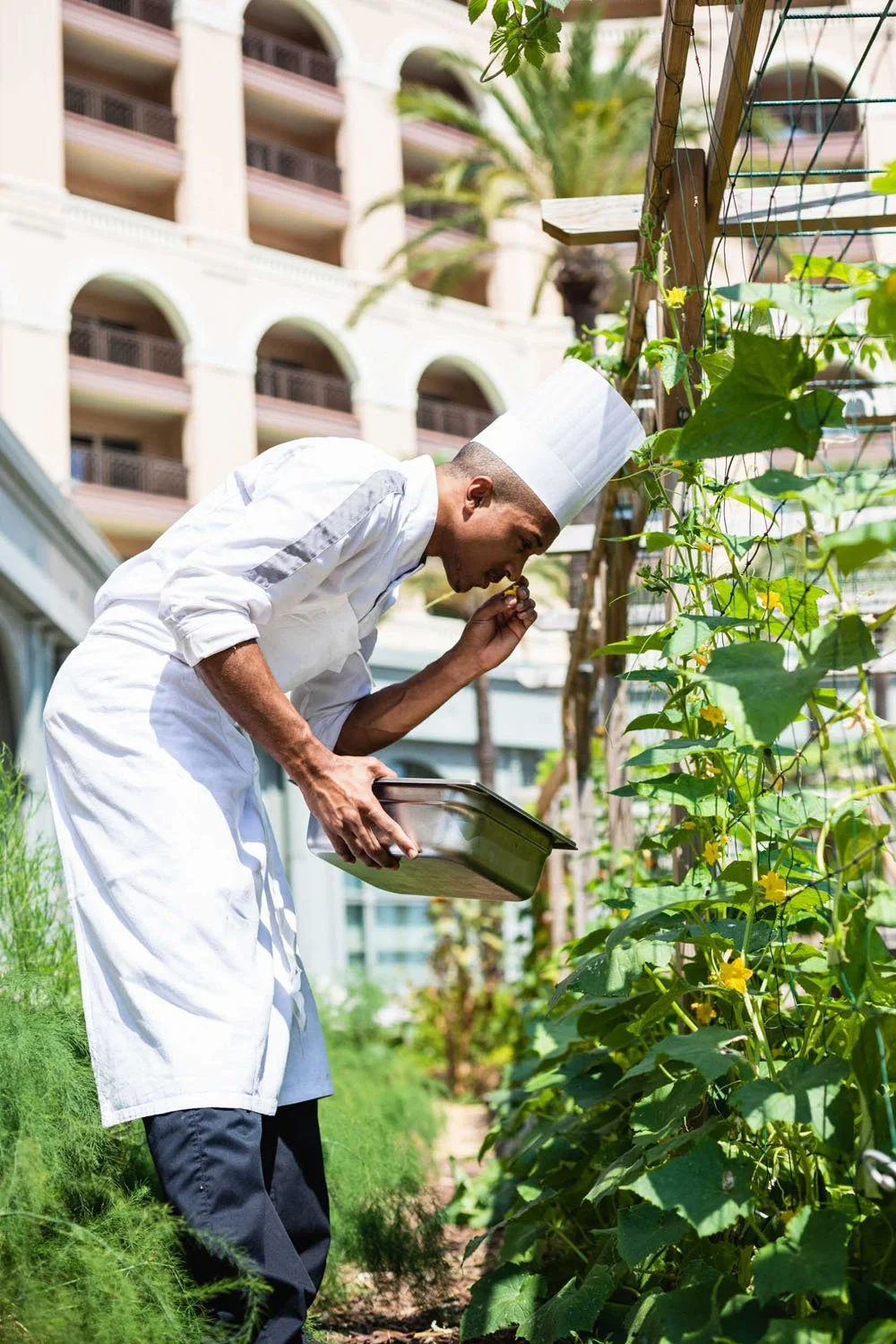Chef revisando plantas de cultivo en un jardín vertical en un ambiente urbano