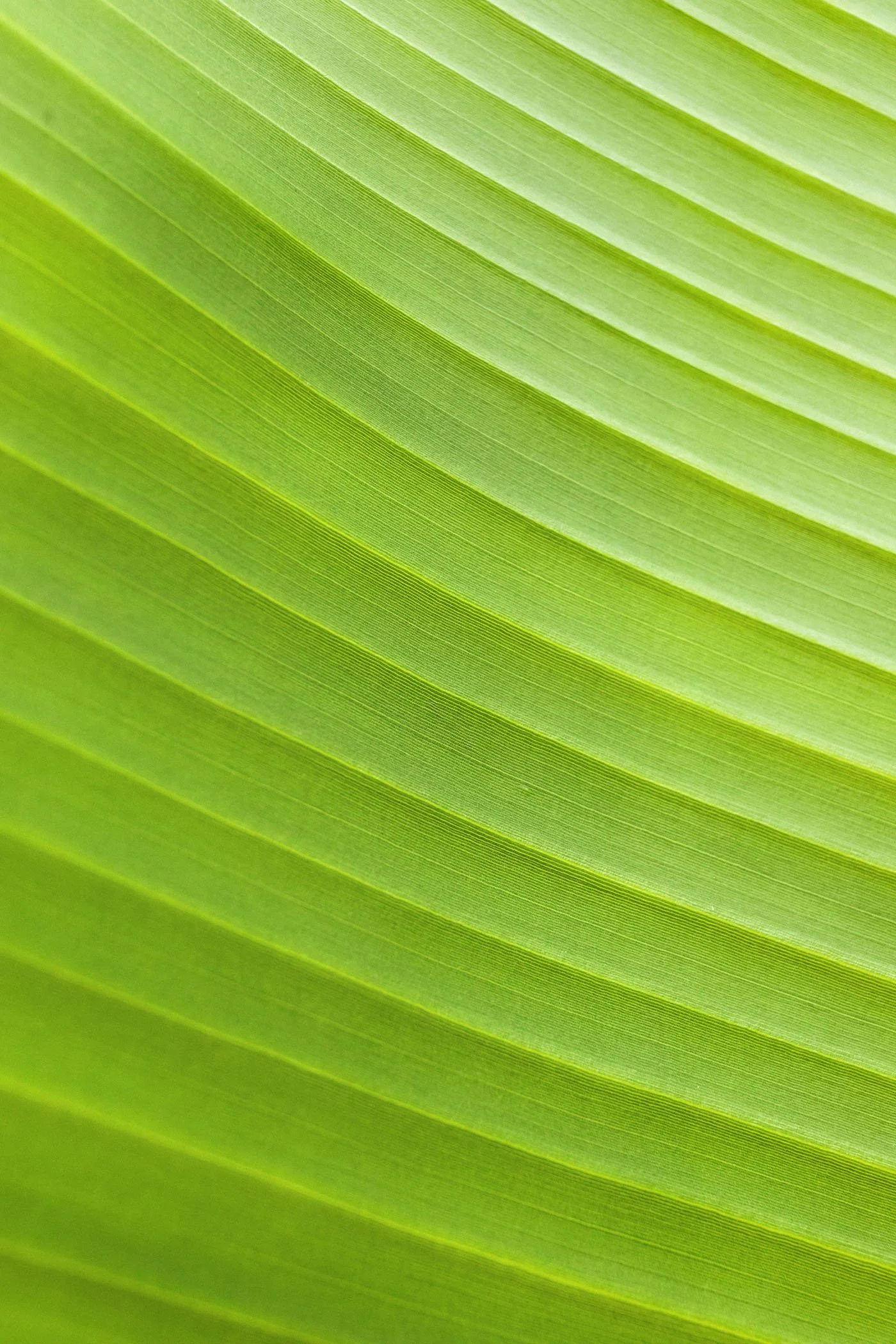 Una hoja de palma de color verde con venas visibles y líneas paralelas que recorren su superficie.