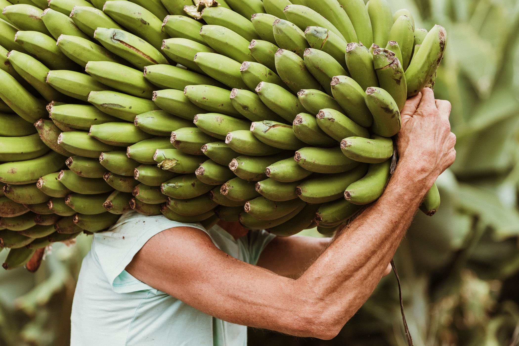 Persona cargando una gran cantidad de plátanos verdes en la espalda.