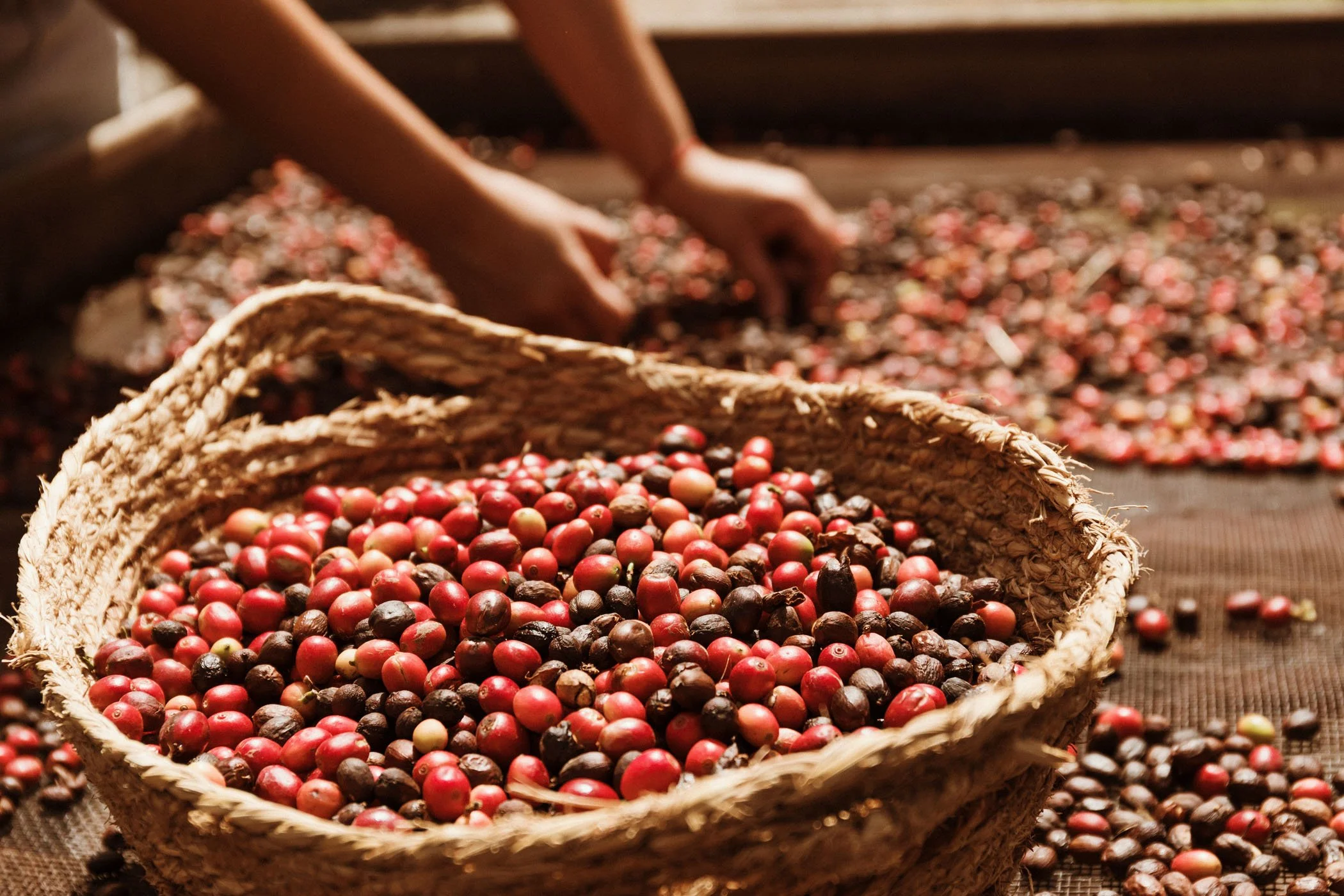 A basket filled with diferentes granos de café, con manos en el fondo realizando la recolección en una superficie de malla