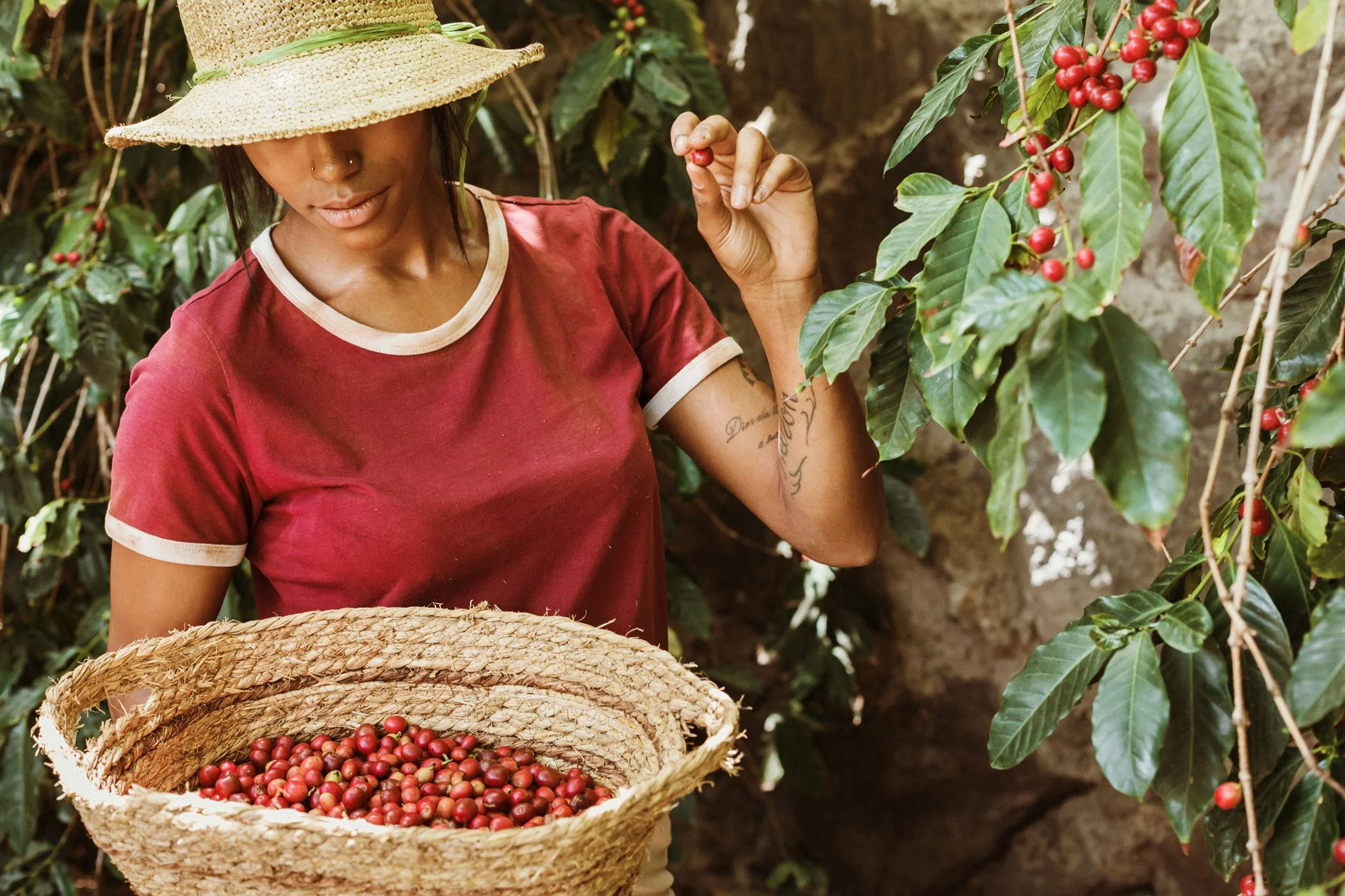 Una mujer con sombrero de paja y camiseta roja recoge cerezas de un arbusto y las coloca en una cesta