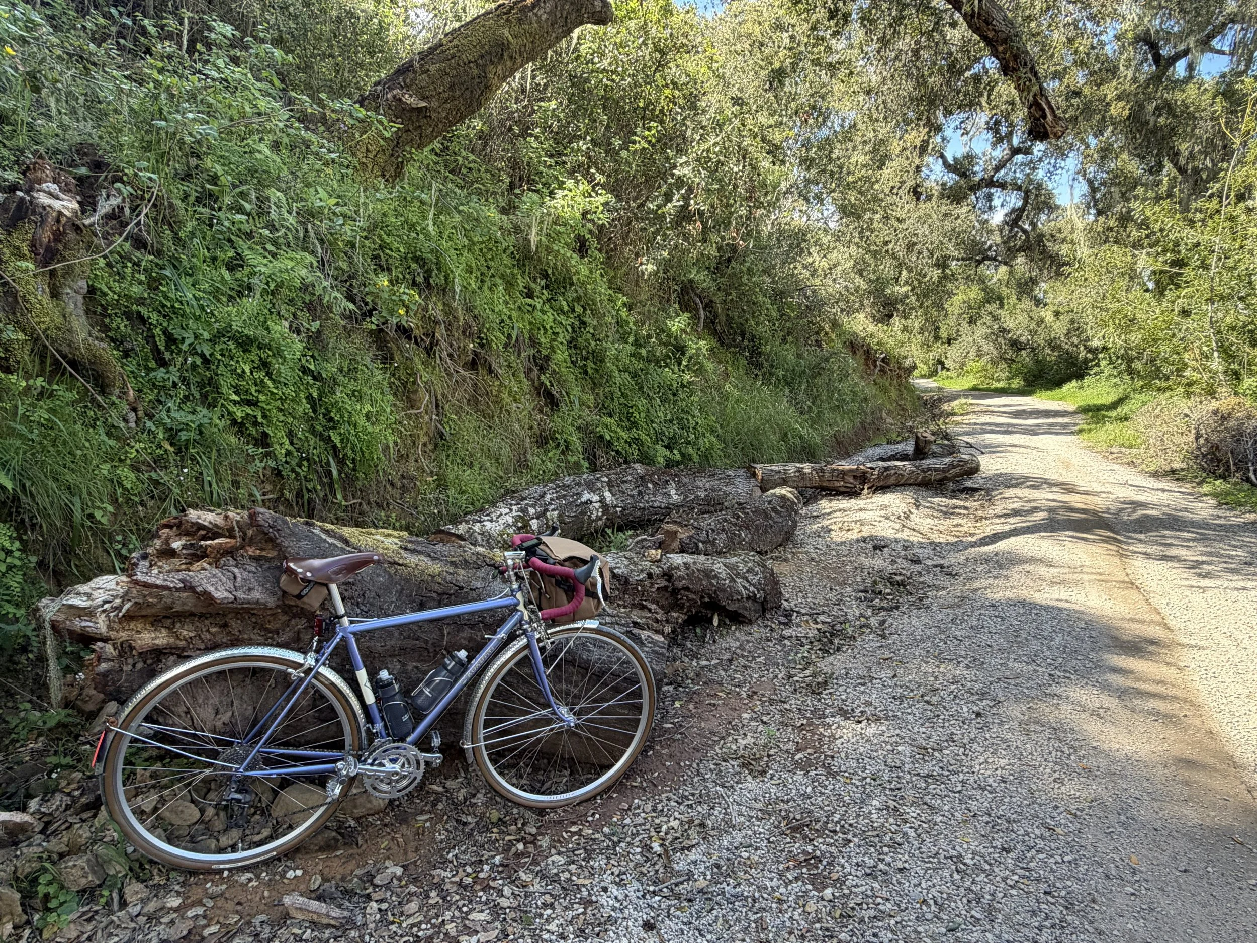 A mountain bike resting against a fallen tree on a dirt trail surrounded by dense green foliage in a forested area.